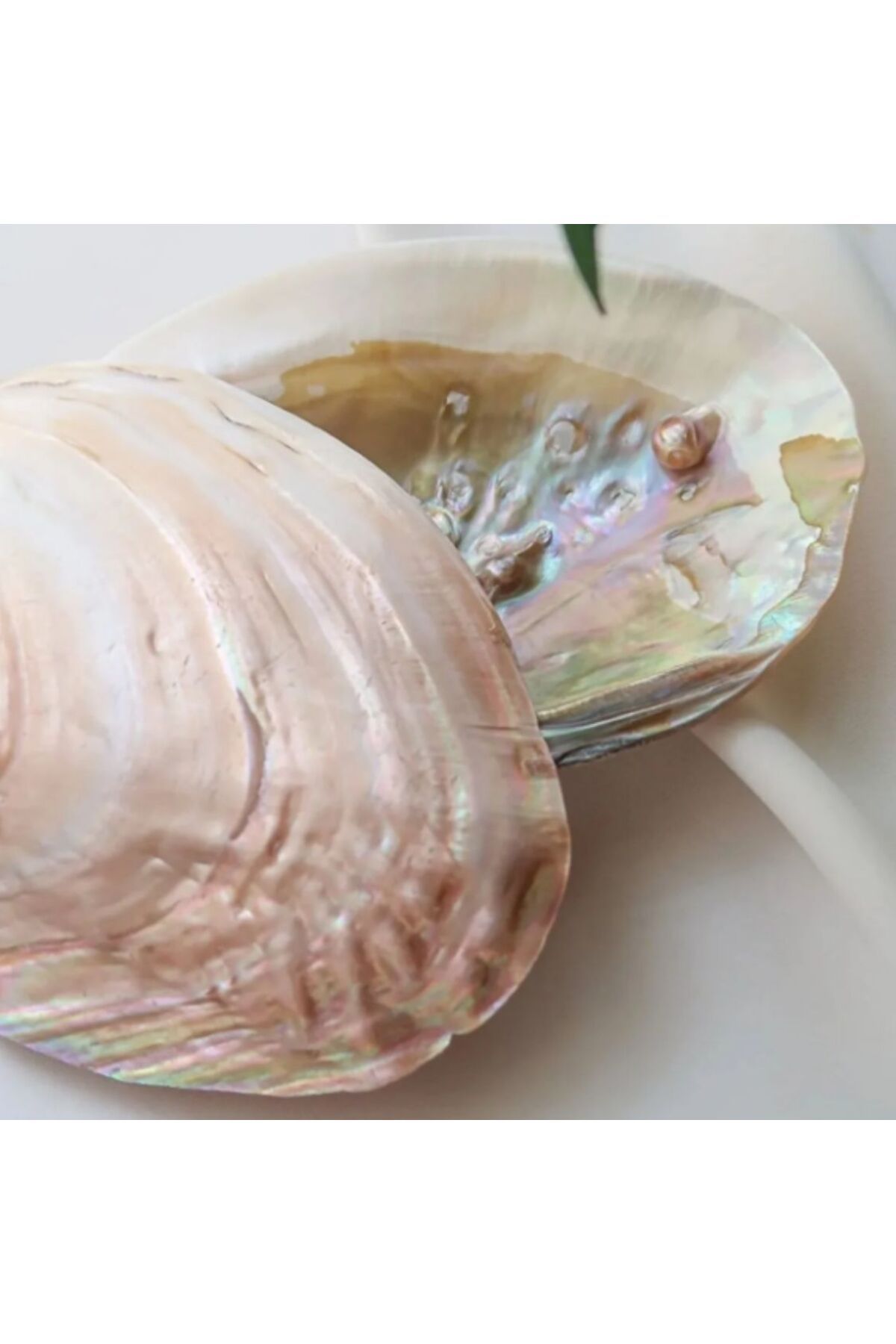 Cielo Concept Candle Accessories İncili İstiridye Kabuğu