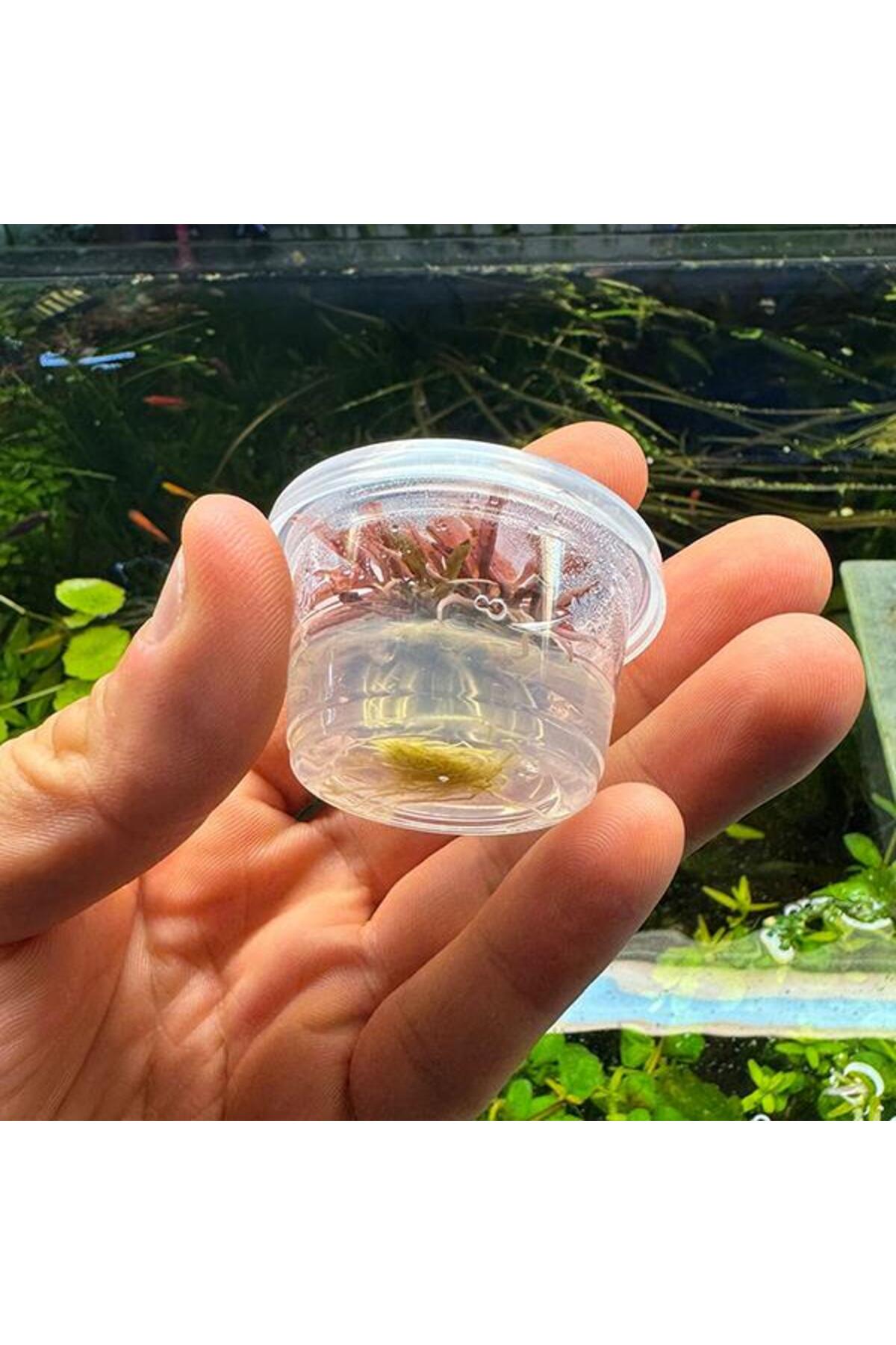 İthâl Bitki Cryptocoryne Wendtii Flamingo Küçük In Vitro Cup Canlı