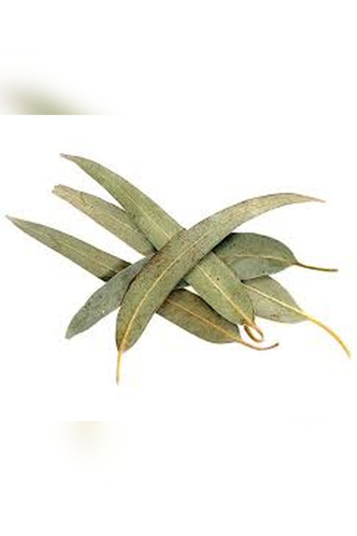 Velit Şemin Şifa Naturel OKALİPTUS YAPRAĞI 50 GR
