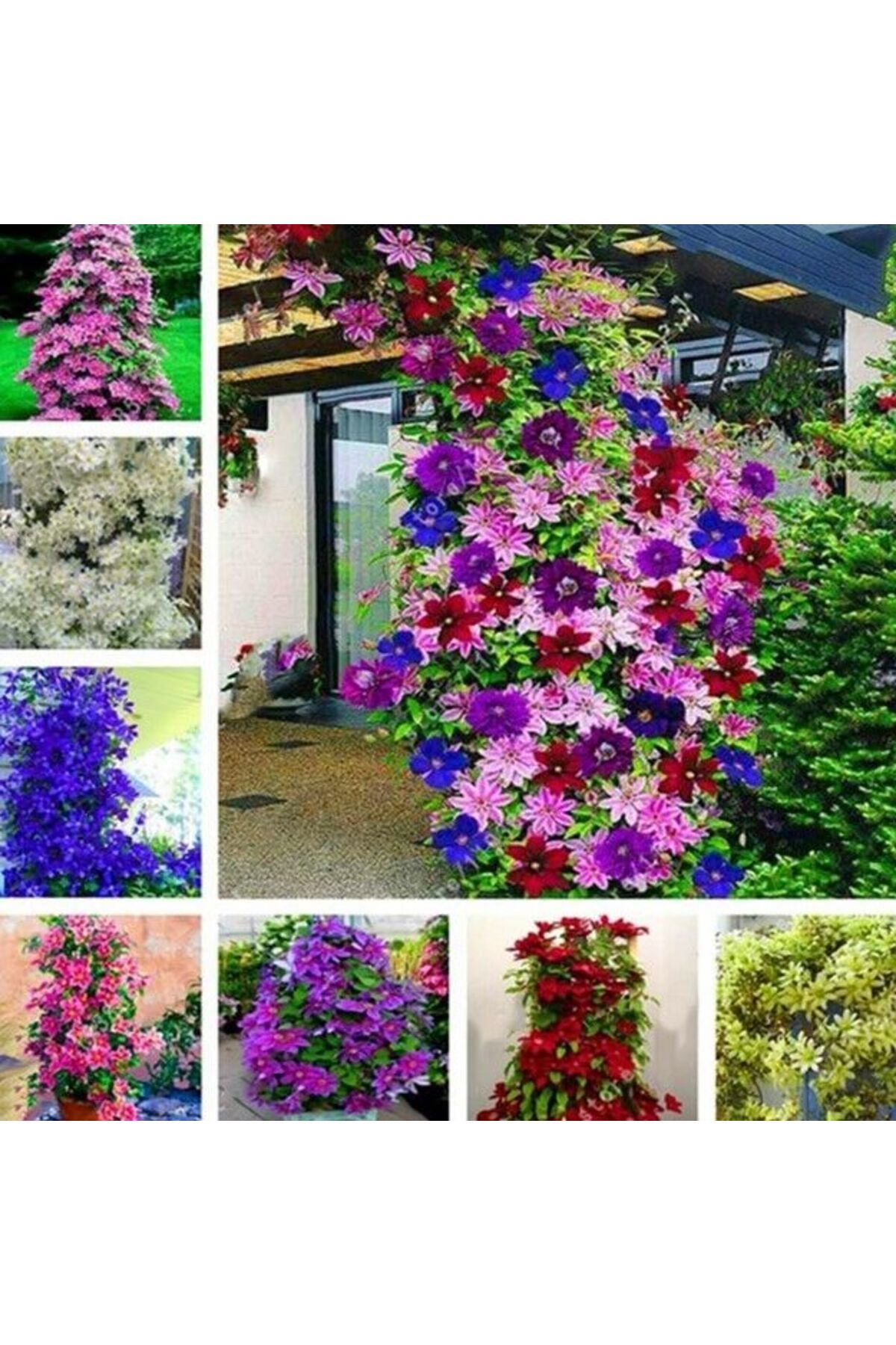 E-fidancim Multi Çiçekli Soğuklara Dayanıklı Mixed Clematis Orman Asması Çiçeği Fidanı Paketi (3 adet)