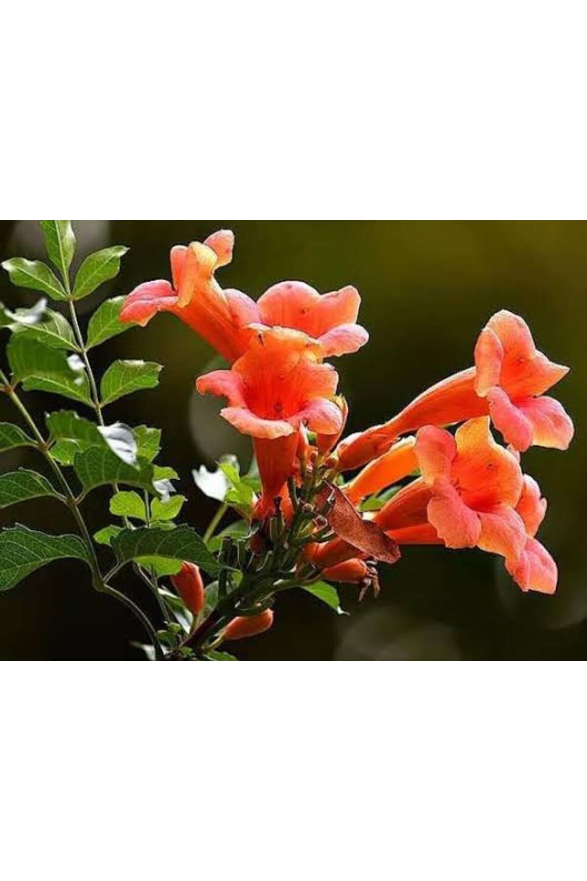 AnkaBahçe Acem Borusu ( Campsıs Radıcans ) 30-50 Cm
