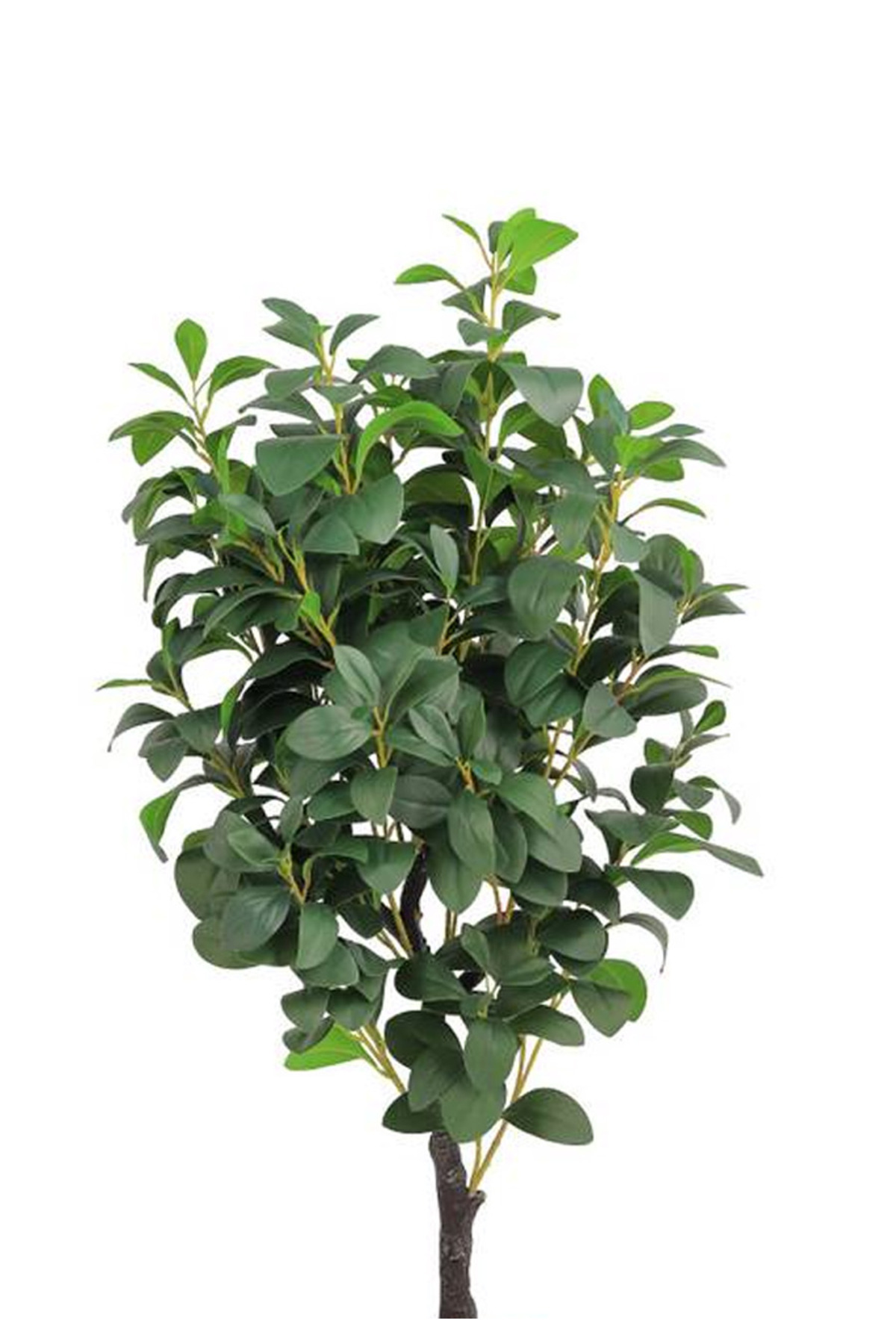 Generic-Lemon tree in a cylindrical plastic pot 2