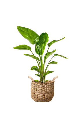 Fidanburada Starliçe (Strelitzia Nicolai) Basic Hasır Saksılı