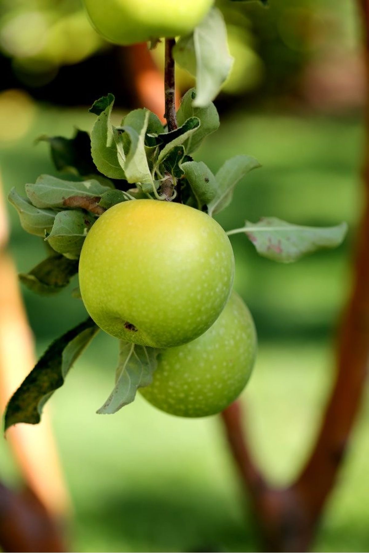 EVİM BAHÇEM Elma fidanı Yeşil Elma fidanı 3 yaş tüplü 170 cm Granny Smith elma