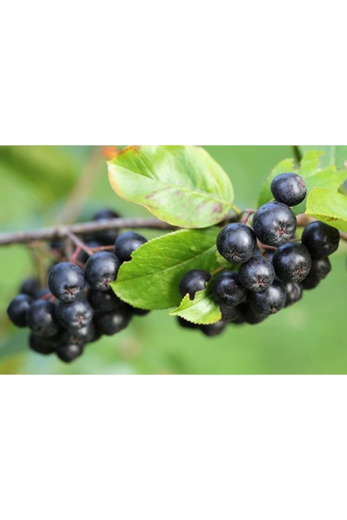 Mostar Aronya Fidanı (Aronia) 30 Litre Saksıda