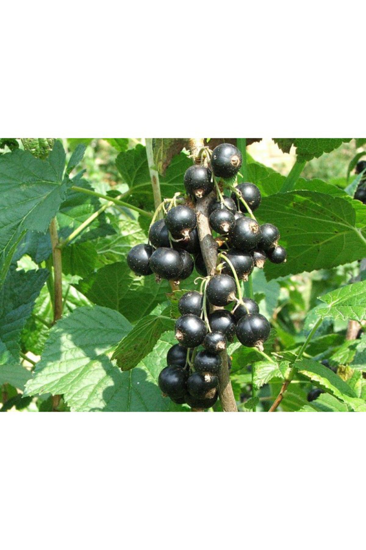 Mostar Frenk Üzümü Fidanı 30 lt Saksıda (Currant)