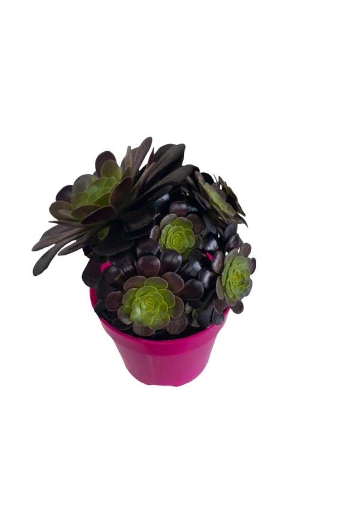 önder botanik Aeonium Velour 15 Cm lik Saksıda
