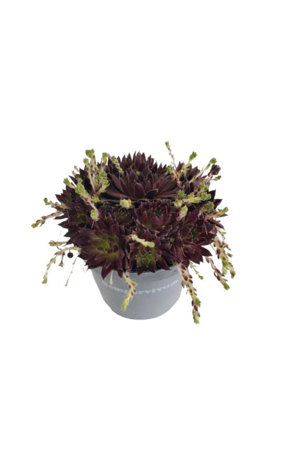 önder botanik Sempervivium 9 cm lik Saksıda