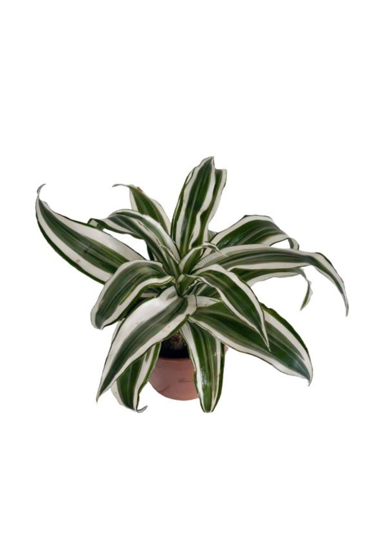 önder botanik Dracaena Deremensis