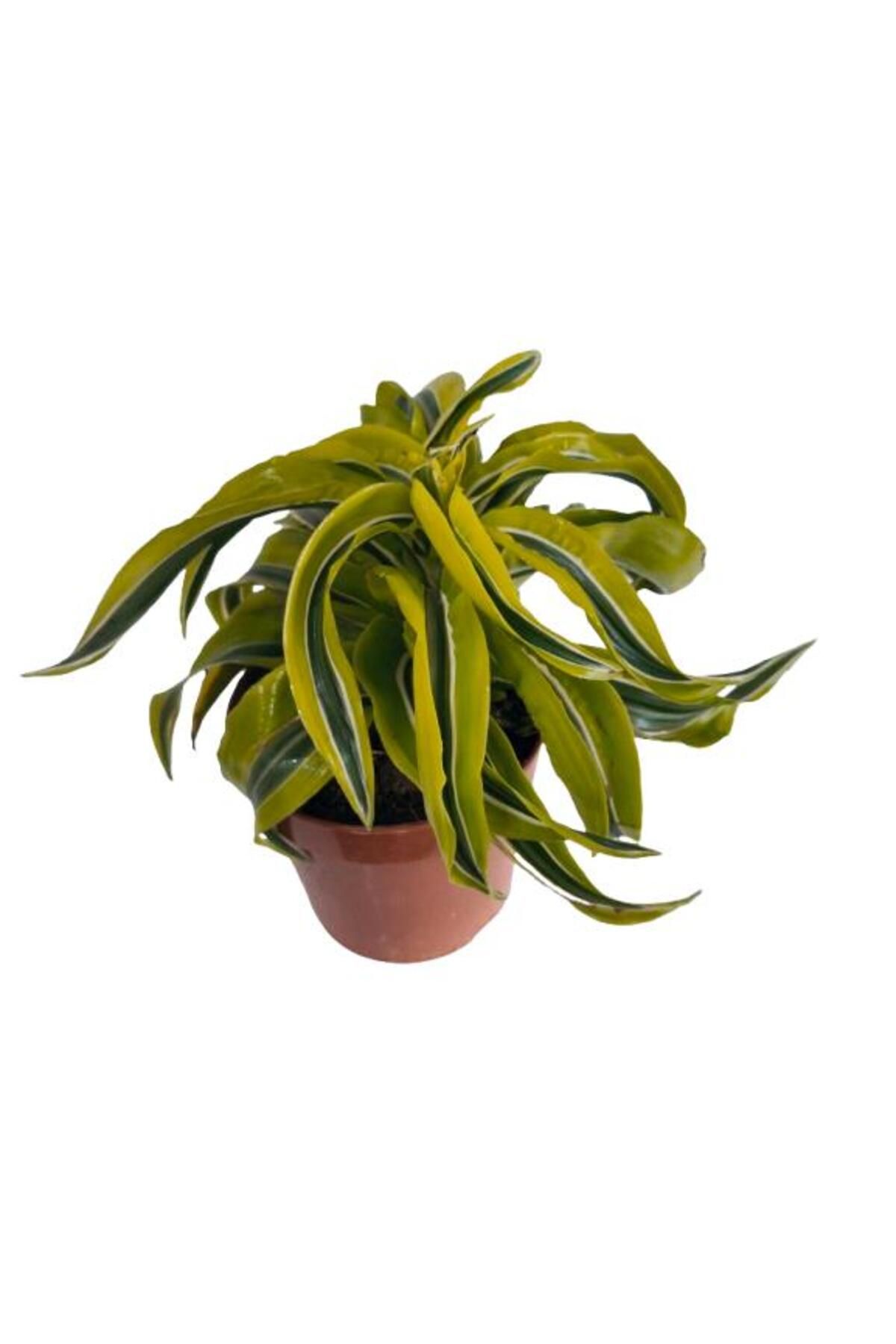 önder botanik DRACAENA LEMON SUPRISE