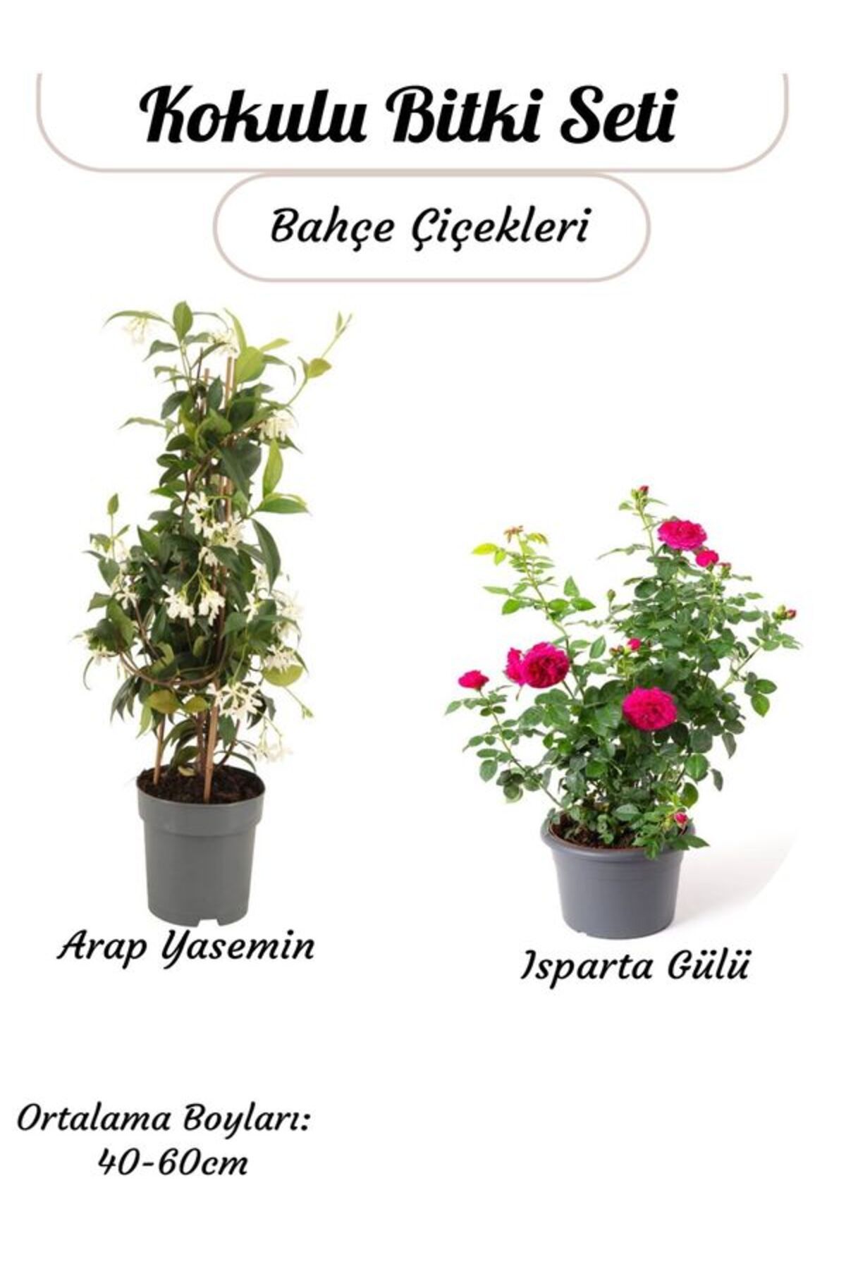 Bitkim Sende Çok Yoğun Kokulu Arap Yasemin+ Reçellik Pembe Isparta Gülü Saksılı