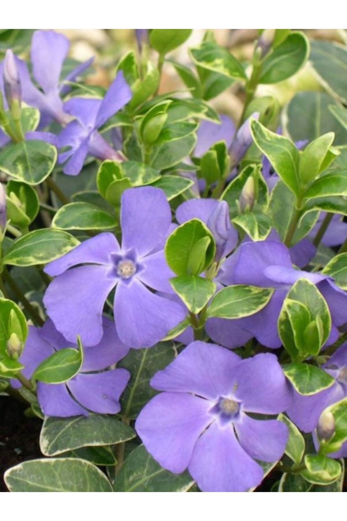 Bitkim Sende Beyaz Alaca Yapraklı Vinca major Variegata Cezayir Menekşesi 20-40cm
