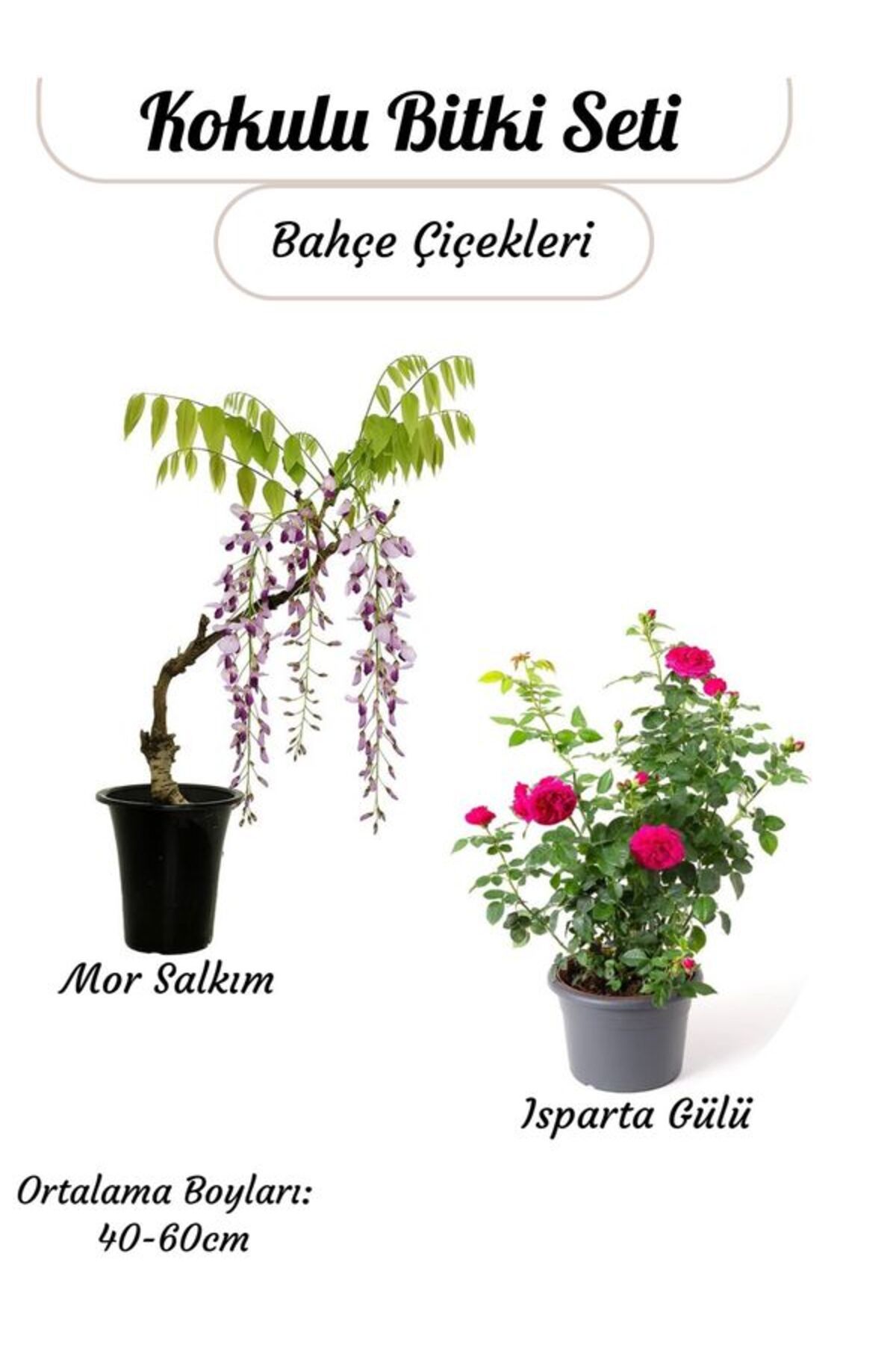 Bitkim Sende Avantajlı 2'li Bahçe Çiçeği Kokulu Mor Salkım + Reçellik Isparta Gülü Saksılı