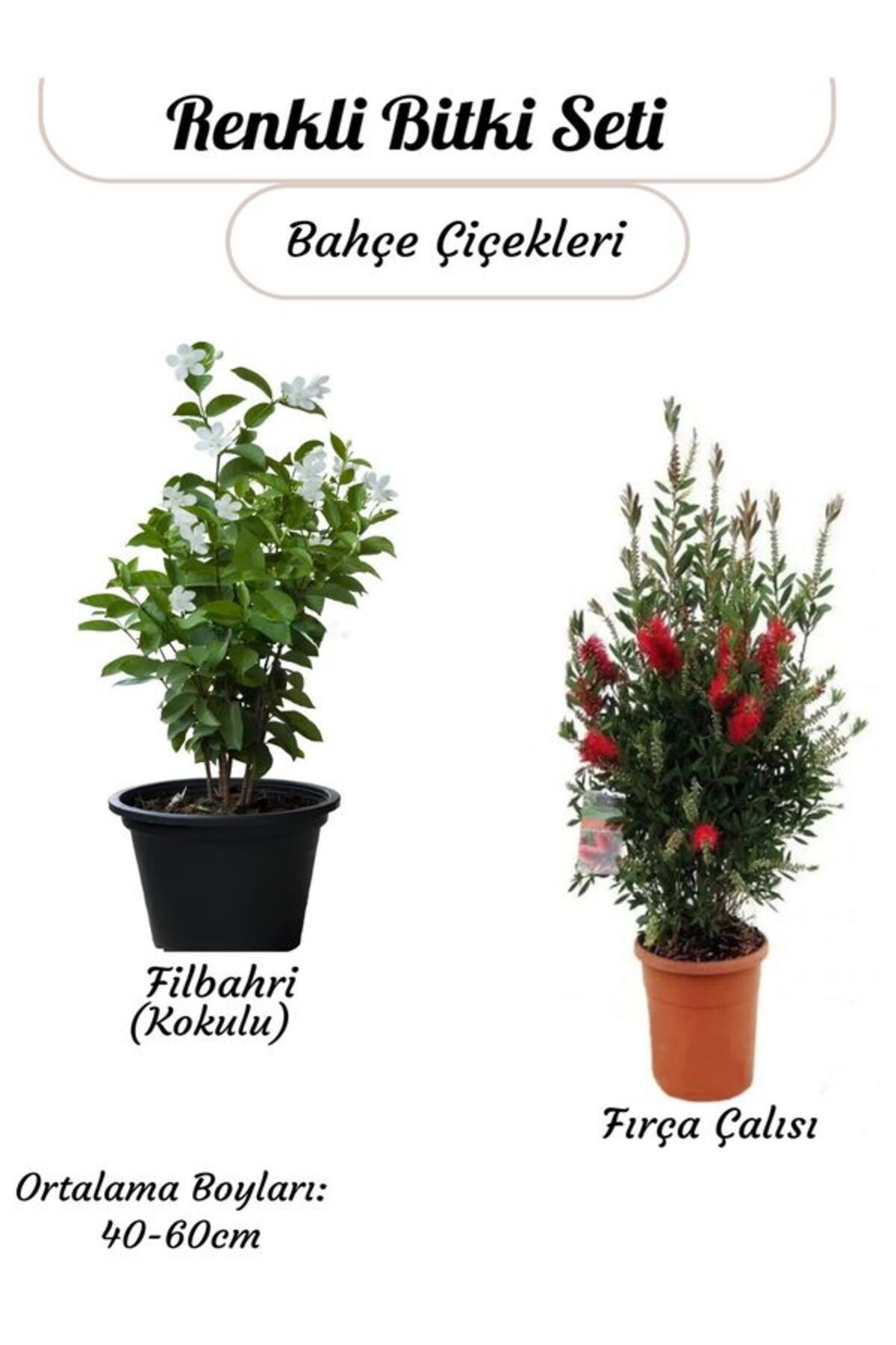 Gardenbox Kokulu Filbahri Sarmaşığı+ Fıça Çalısı Bahçe Bitkisi Saksılı