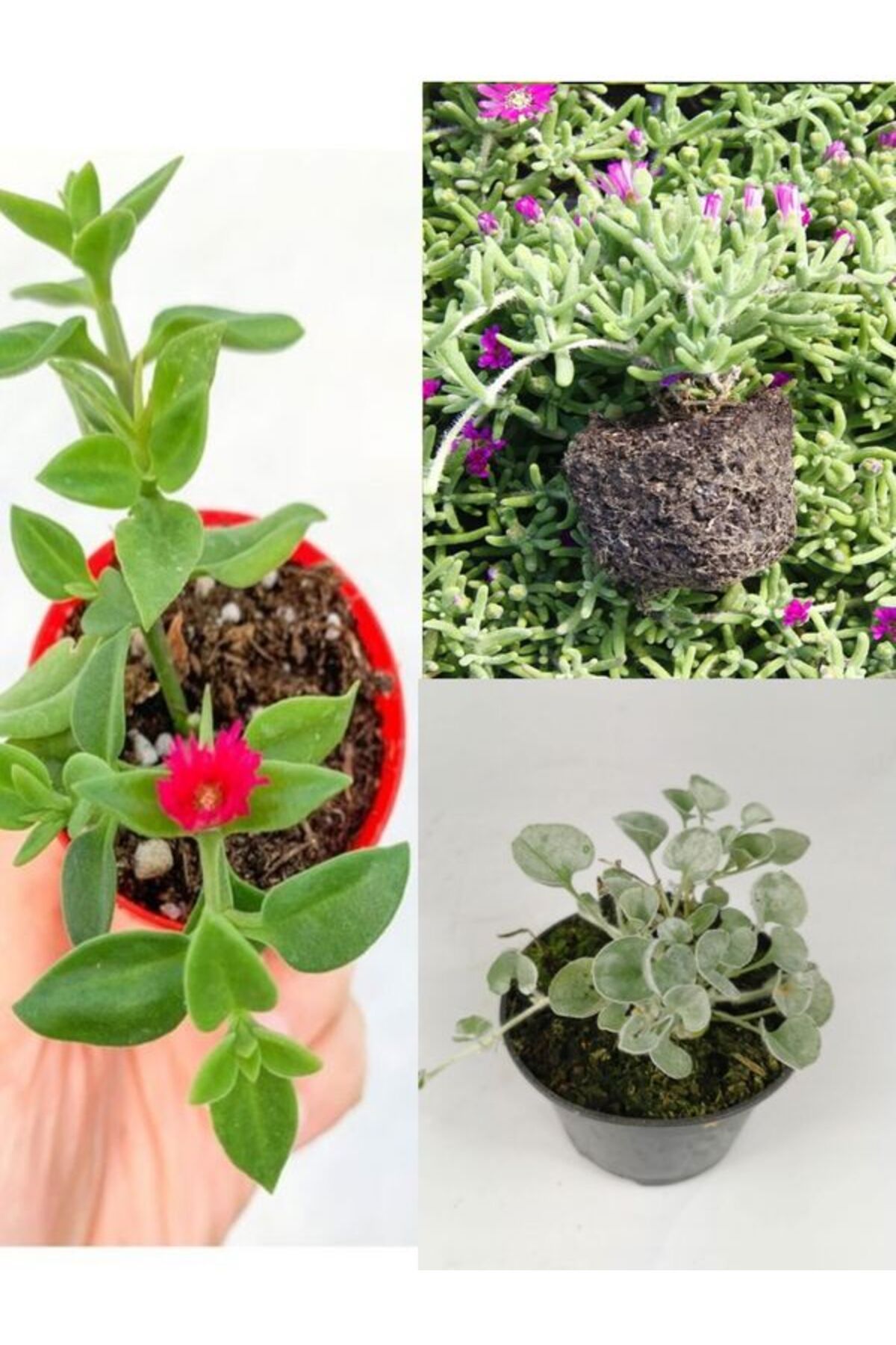 Gardenbox Yayılı Zemin Örtücü Bitki Seti 5 Buz -5 Mezem- 5 Fare Kulağı Bitksi