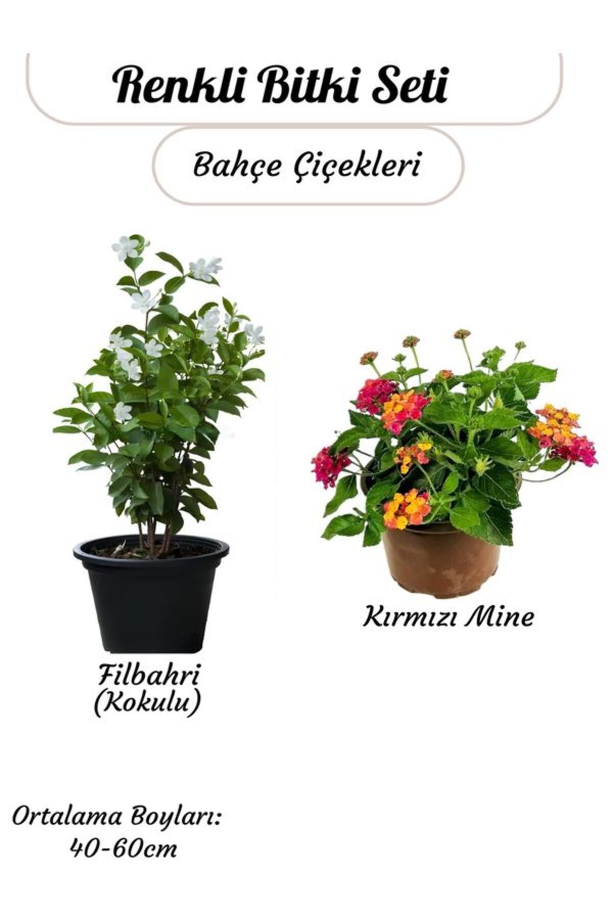 Bitkim Sende Kokulu Filbahri Beyaz Çiçekli Sarmaşık Bitki+ Turuncu Renk Çalı Minesi (Lantana)