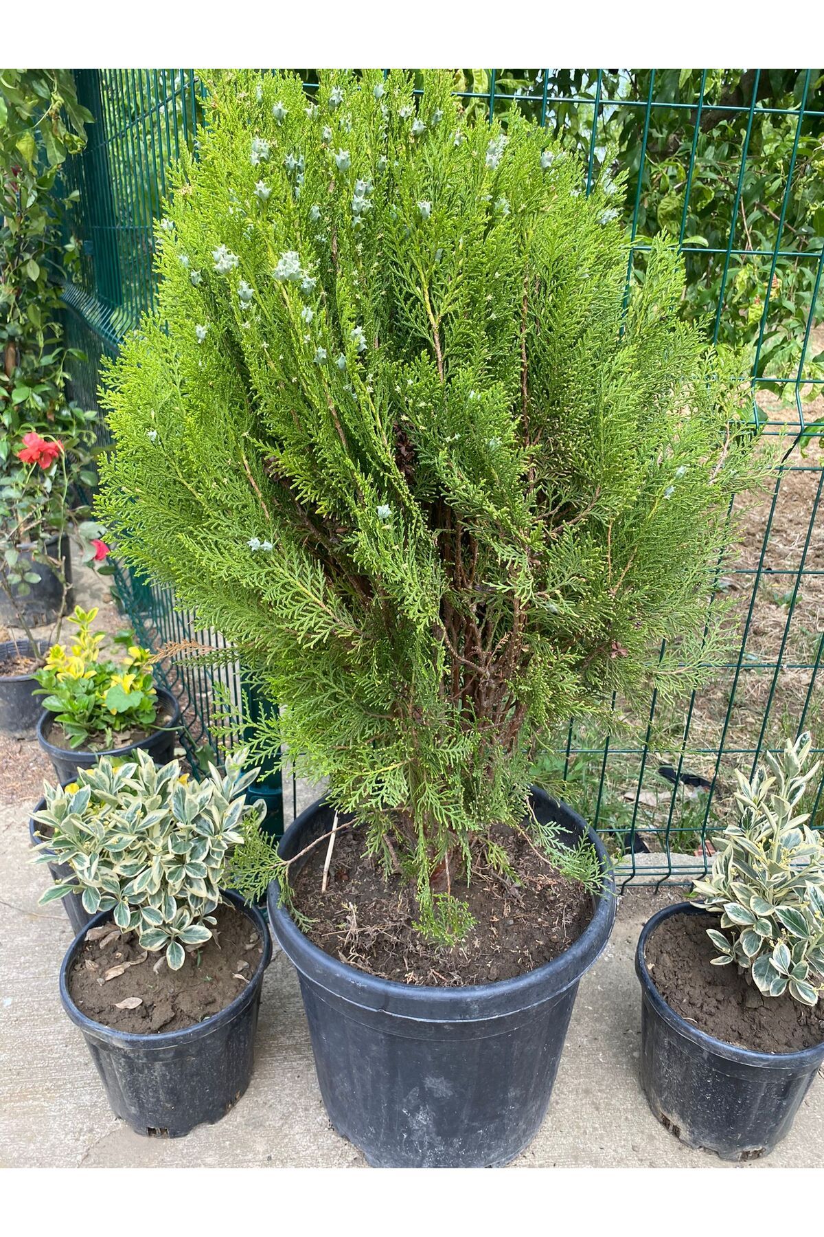 SULTAN CEVİZ BAHÇELERİ mazı ağacı boy 70-80 cm dolgun yapılı