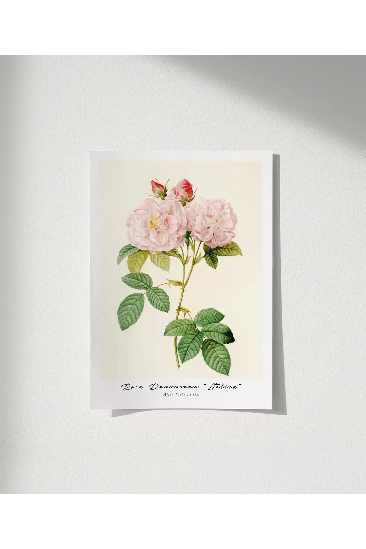 VOGLOO Çerçevesiz Poster Rosa Damascane Italica