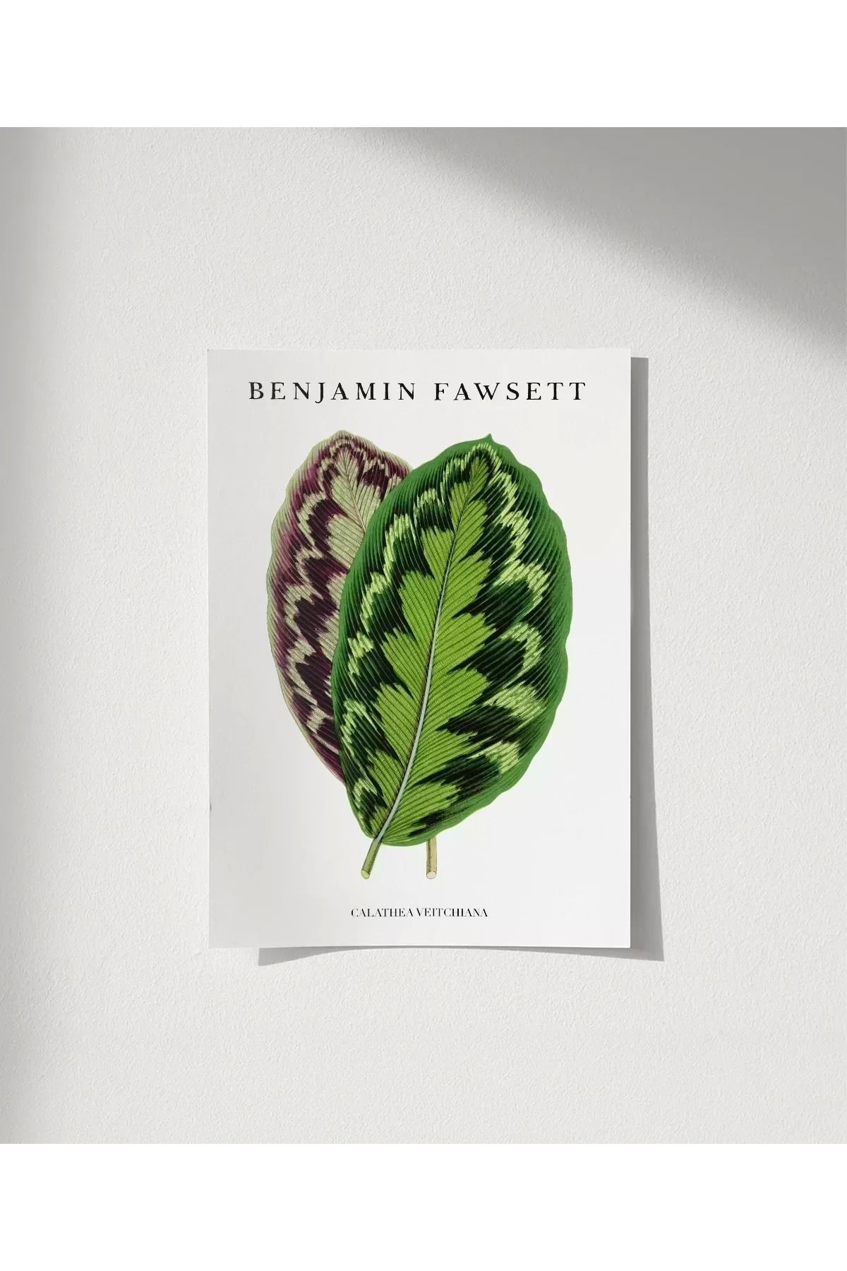 VOGLOO Çerçevesiz Poster Benjamin Fawsett Calathea Veitchiana