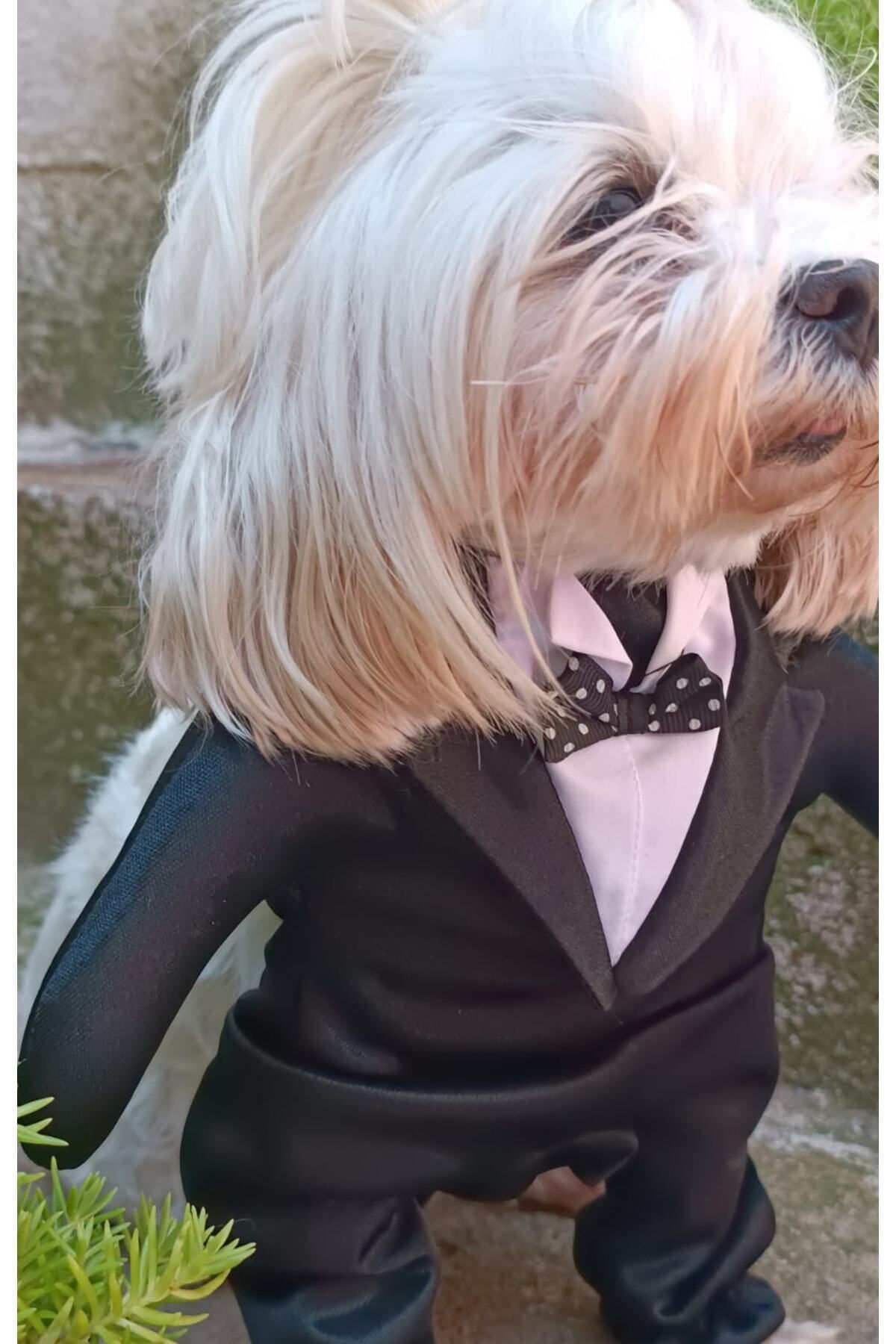 PETITE-Onden Dress Up Tuxedo Black collar Dog Outfit Costume 4