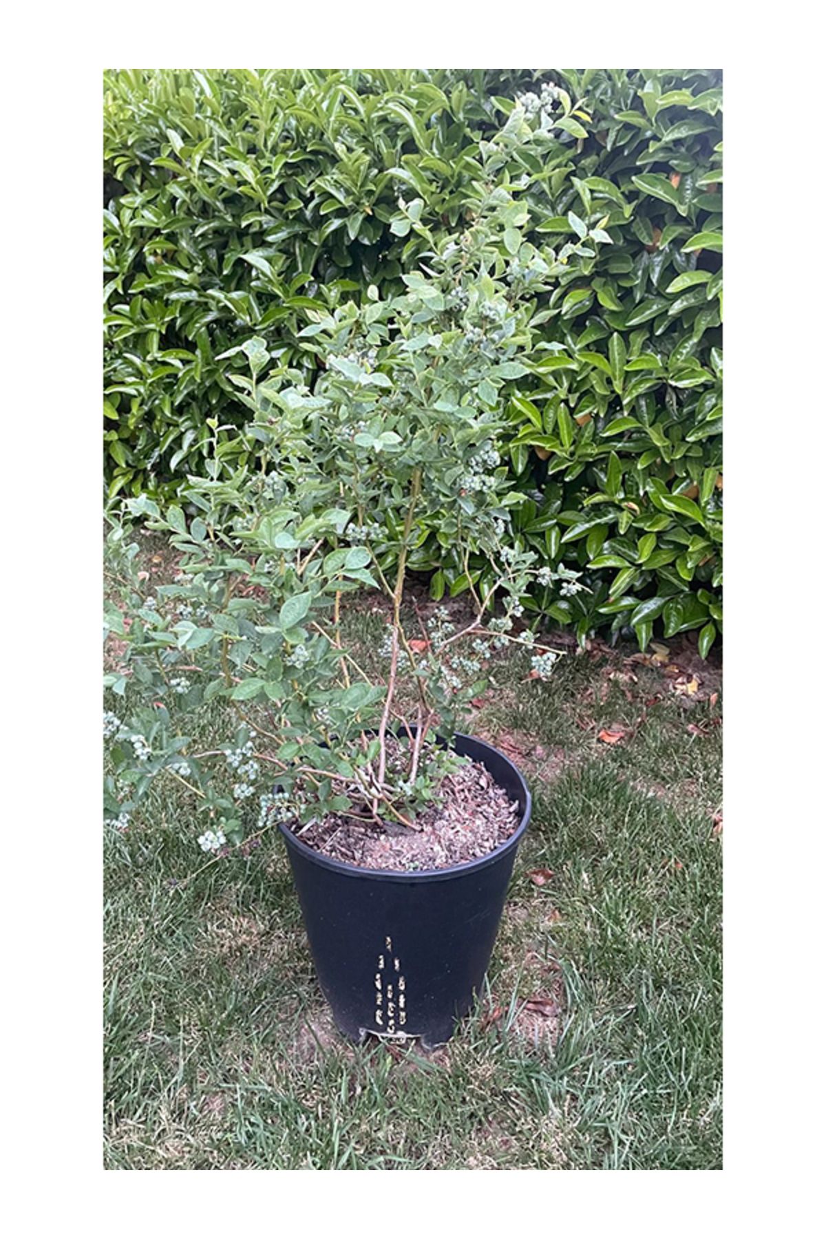 Mostar Yaban Mersini 30 Litre Saksıda (Blueberry)