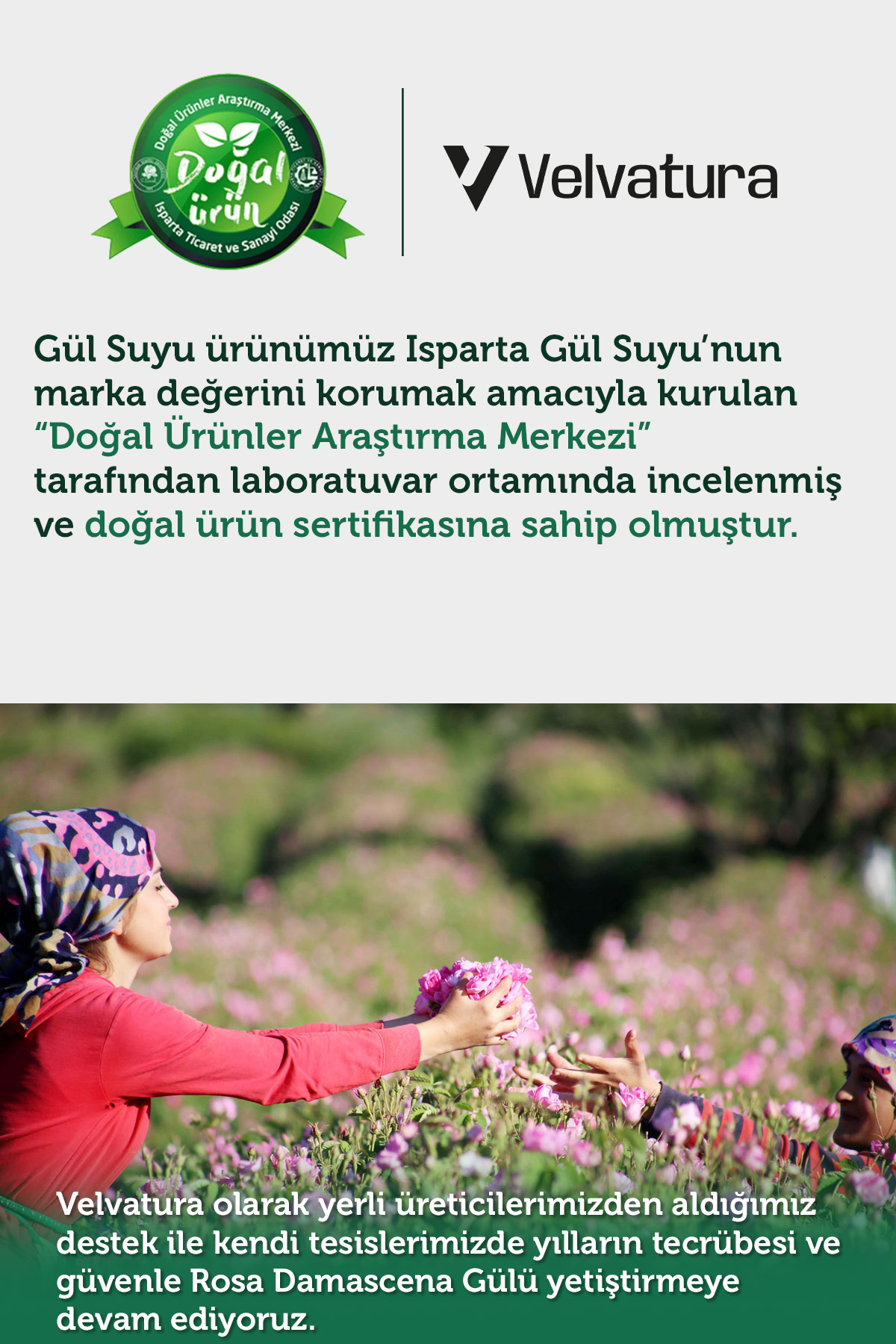 Gül Suyu Gözenek Sıkılaştırıcı Aydınlatıcı Ve Arındırıcı Tonik %100 Doğal Ve Saf 100 ml — 33000 — تصویر 8 از 9