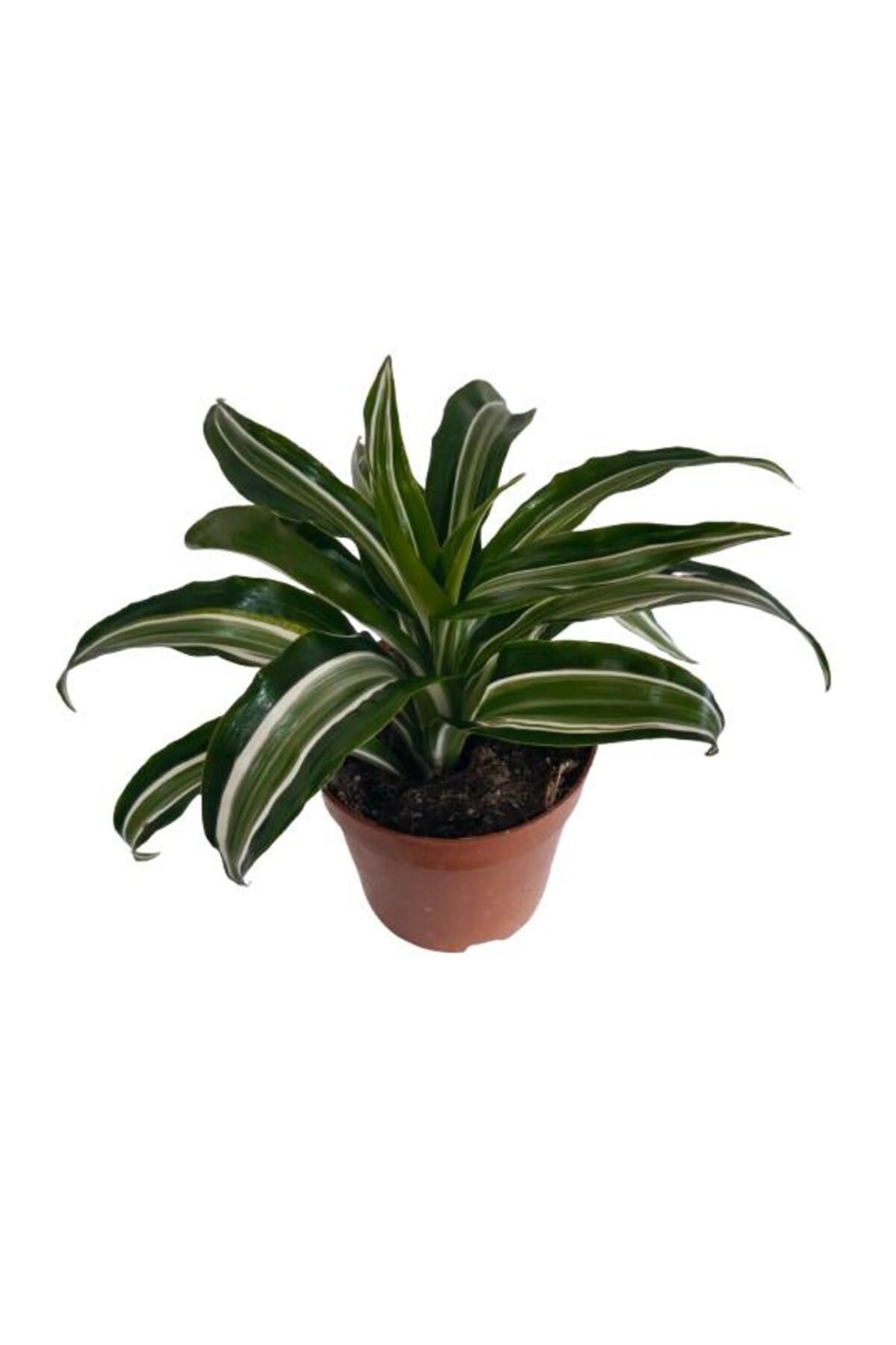 önder botanik Dracaena Kanzi 12 lik Saksıda