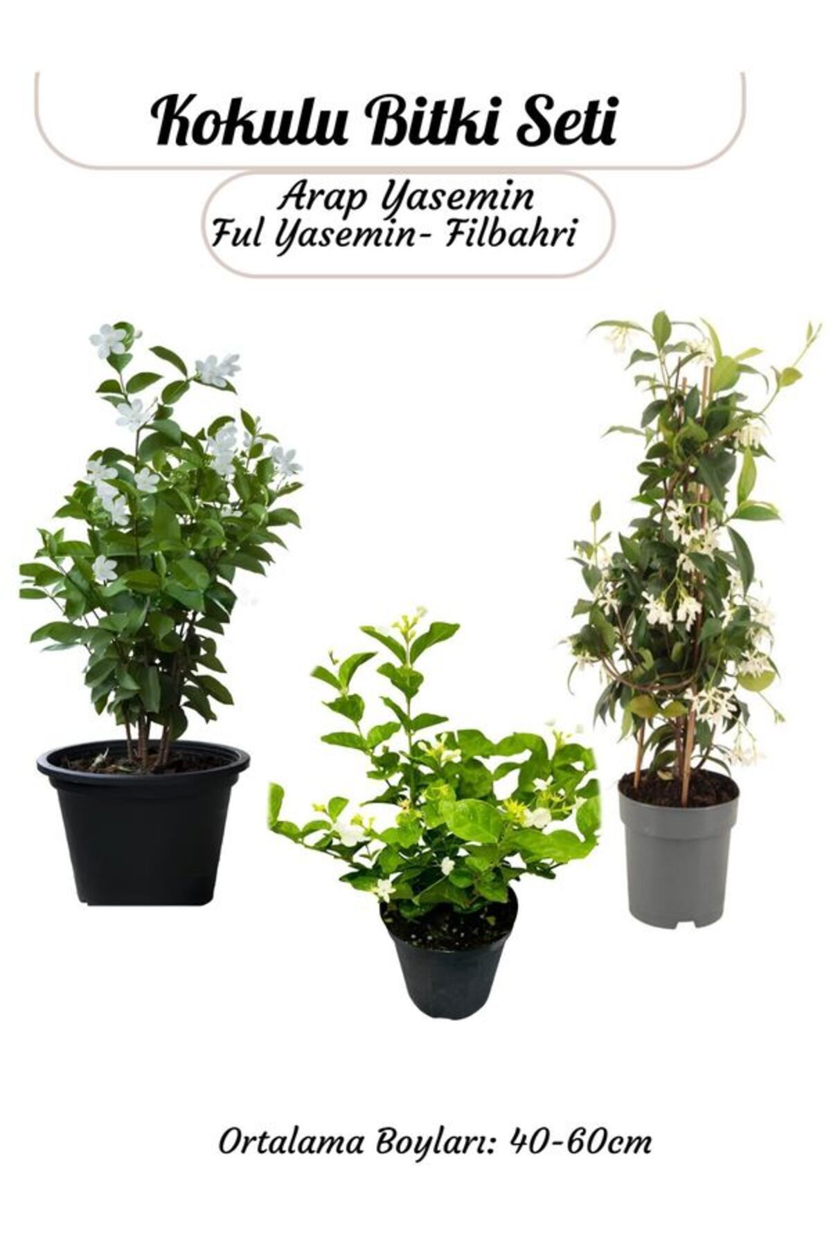 Bitkim Sende Yoğun Kokulu Bahçe Çiçeği Seti Ful yasemin+ Arap Yasemin+Filbahri Çiçeği