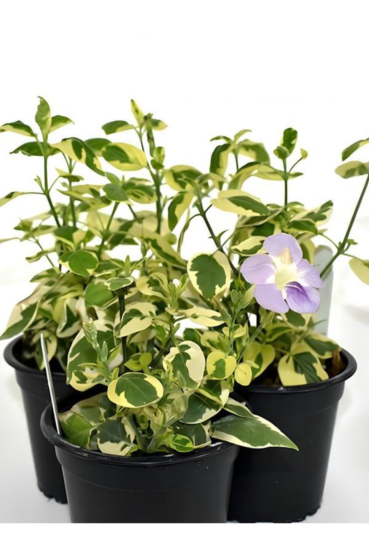 Bitkim Sende Cezayir Menekşesi Alacalı Büyük Çiçekli Vinca major Variegata Saksıda