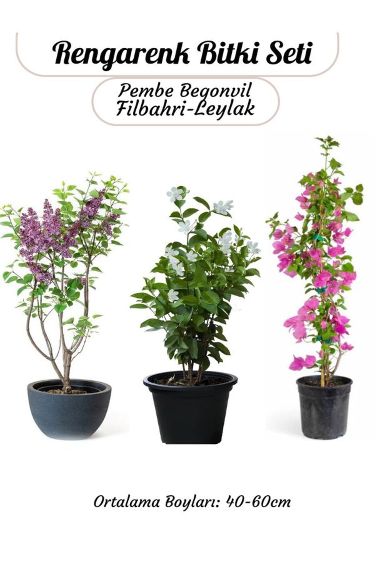 Bitkim Sende Pembe Begonvil- Filbahri Ağaç Şakayığı- Kokulu Leylak ...