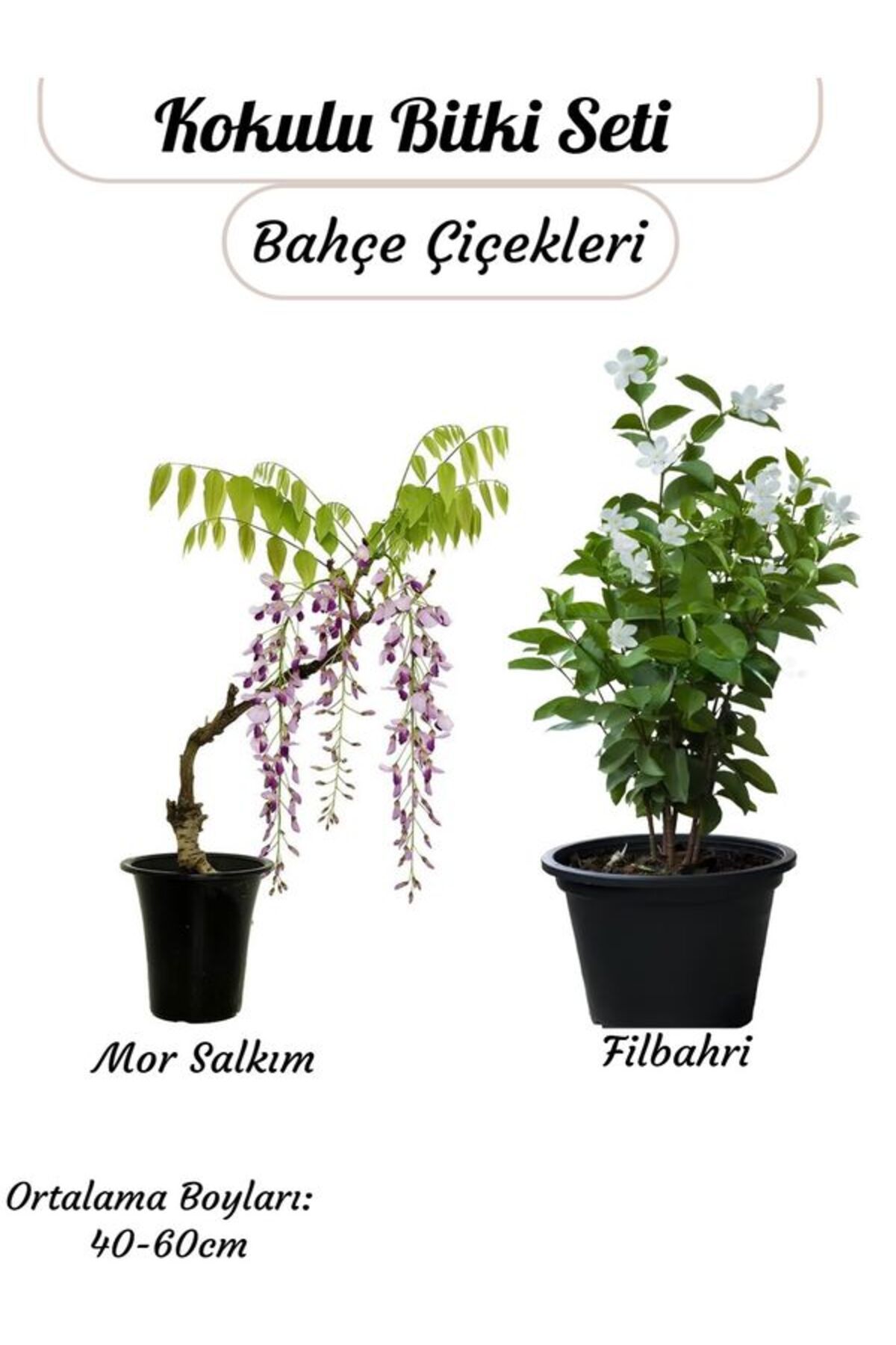 Bitkim Sende Avantajlı 2'li Kokulu Bitki Seti Filbahri (Philadelphus)+Mor Salkım Çiçeği Sarmaşık