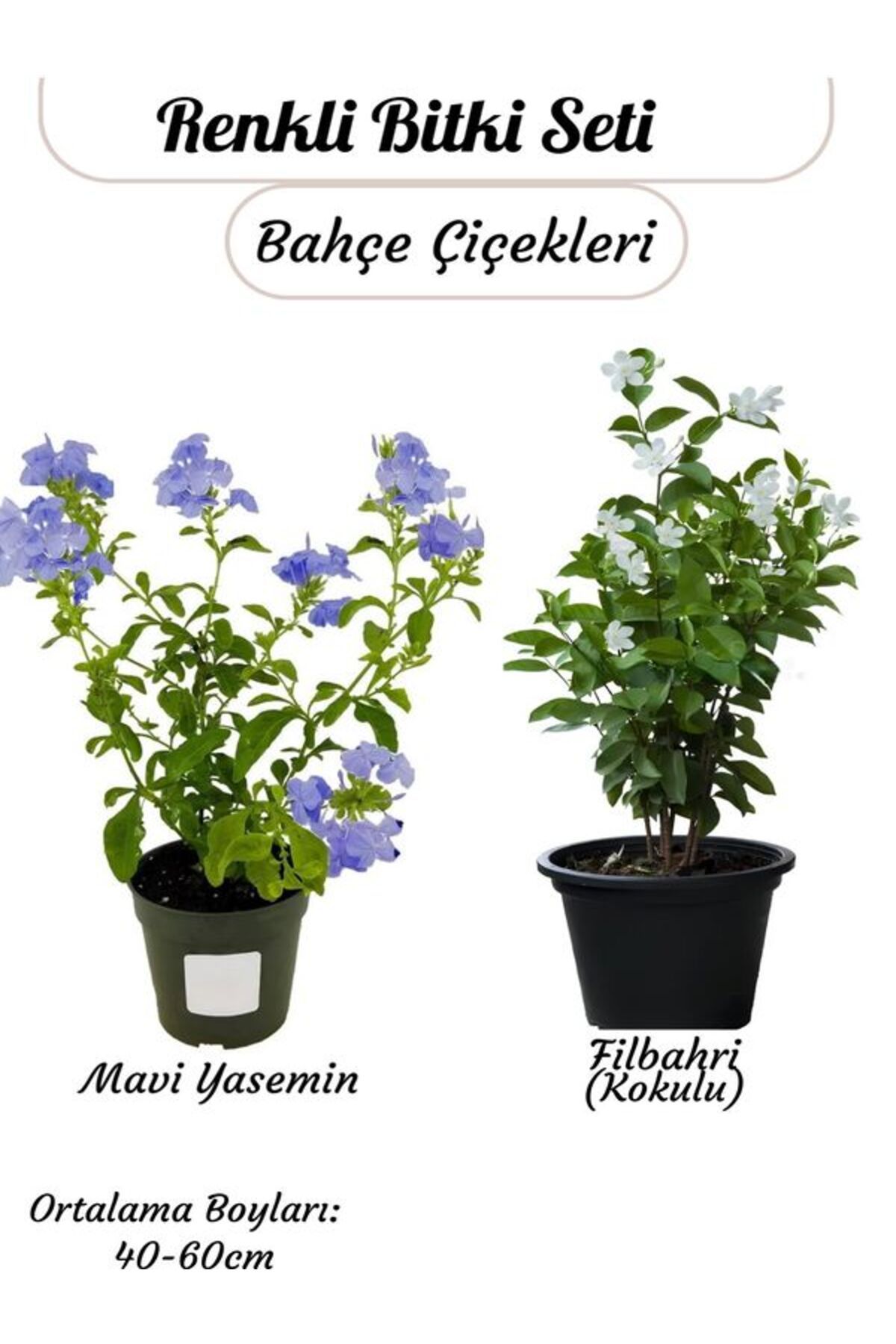 Bitkim Sende Renkli Bitki Seti Mavi Yasemin+Kokulu Filbahri Ağaç Şakayığı Saksılı Peyzaj çiçeği