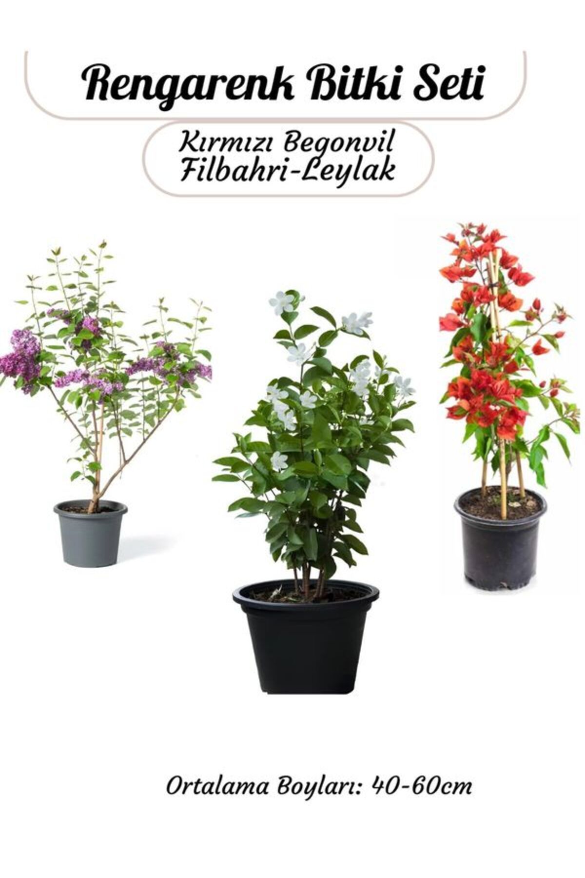 Bitkim Sende Renkli Bahçe Bitkileri Kırmızı Begonvil+ Filbahri Ağaç Şakayığı+ Mor Leylak Çiçeği