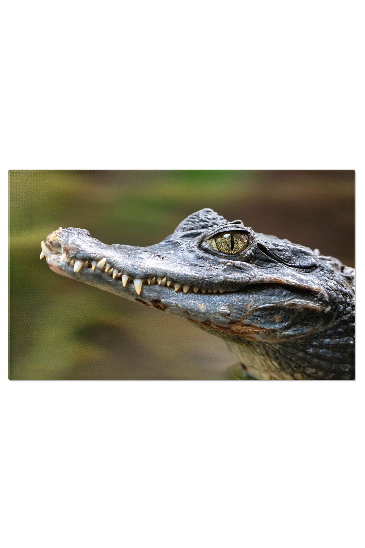 StoryGift Romania Tablou Canvas Portret Al Caimanului Ochelar, Fauna Exotica Din Costa Rica, Detaliu Uimitor Al R - 40 x 25