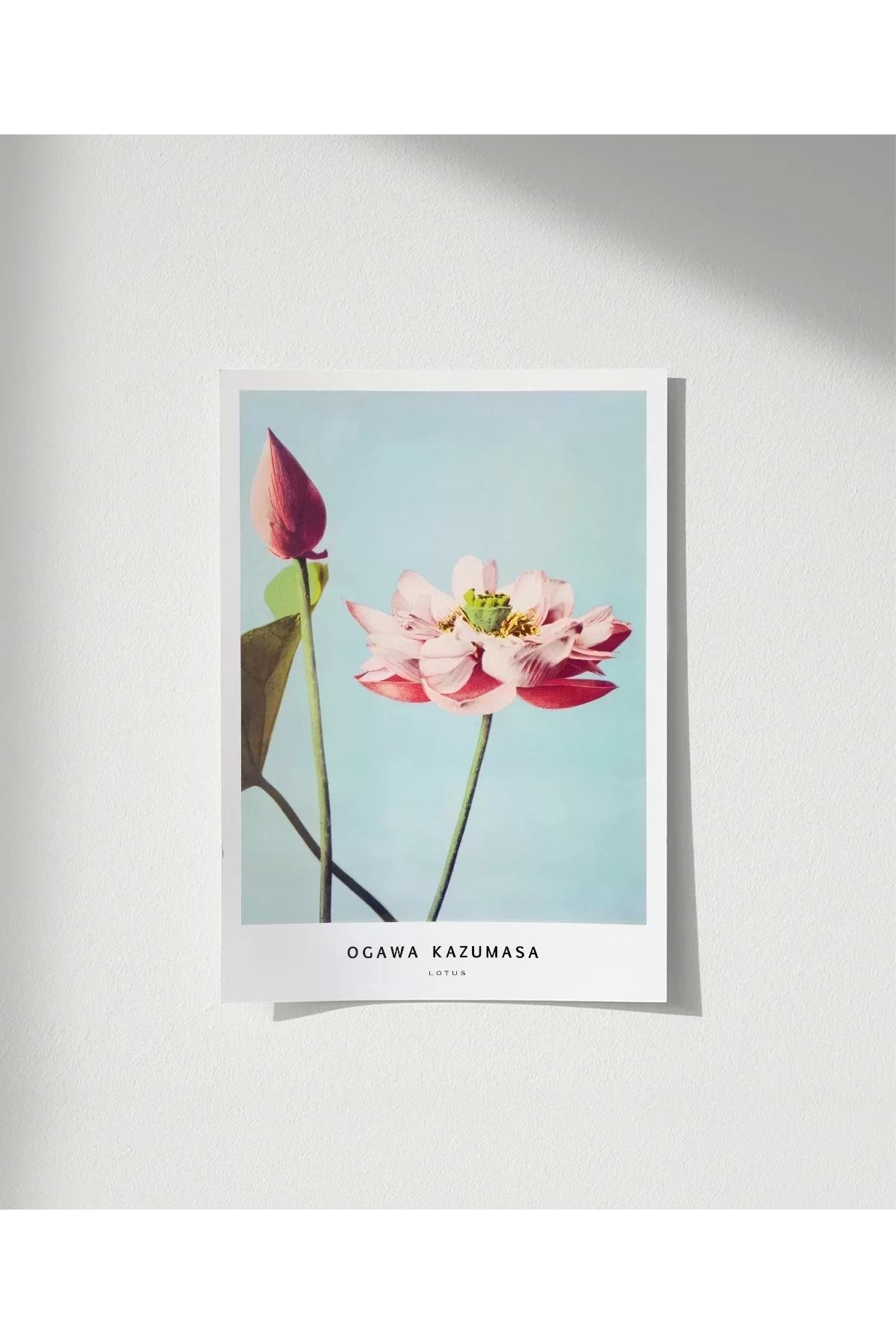 VOGLOO Çerçevesiz Poster Ogawa Kazumasa Lotus