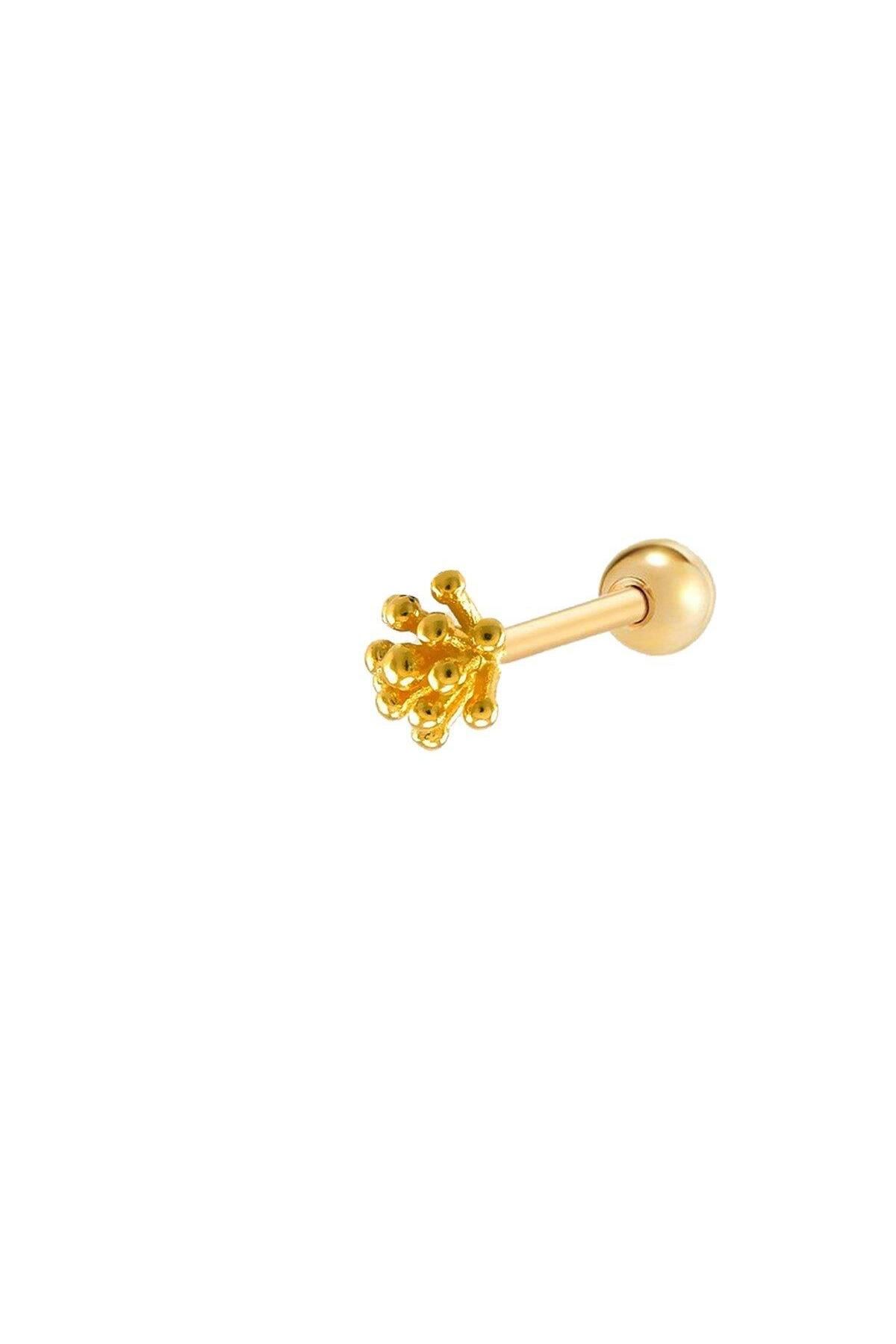 vogutima TOPÇUKLU TRAGUS