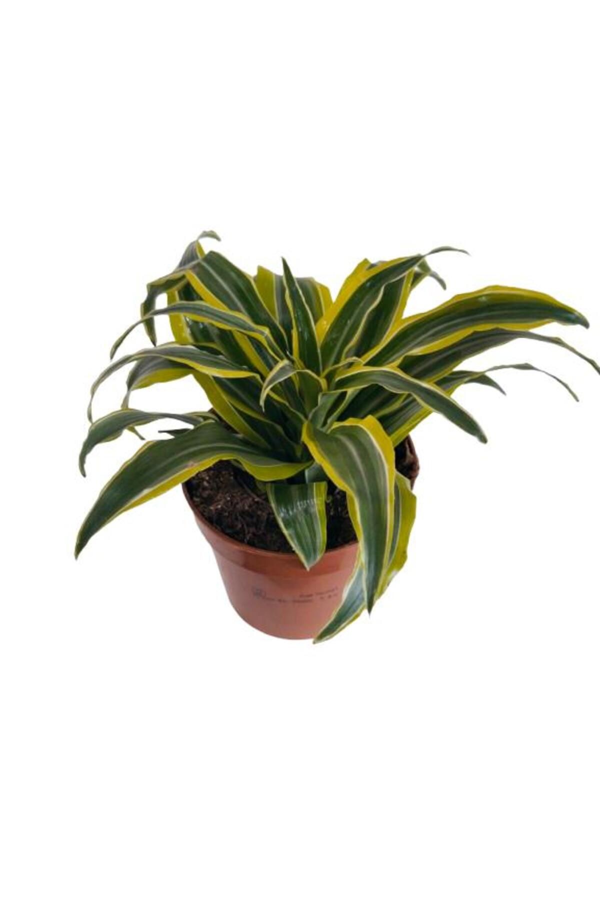 önder botanik DRACAENA FRAGRANS LEMON LIME