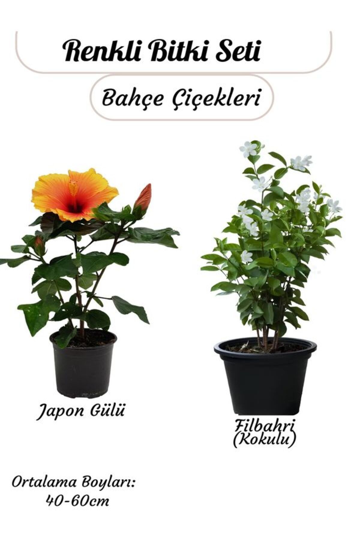 Bitkim Sende Turuncu Renk Japn Gülü Çiçeği+ Yoğun Kokulu Filbahri (Philadelphus)
