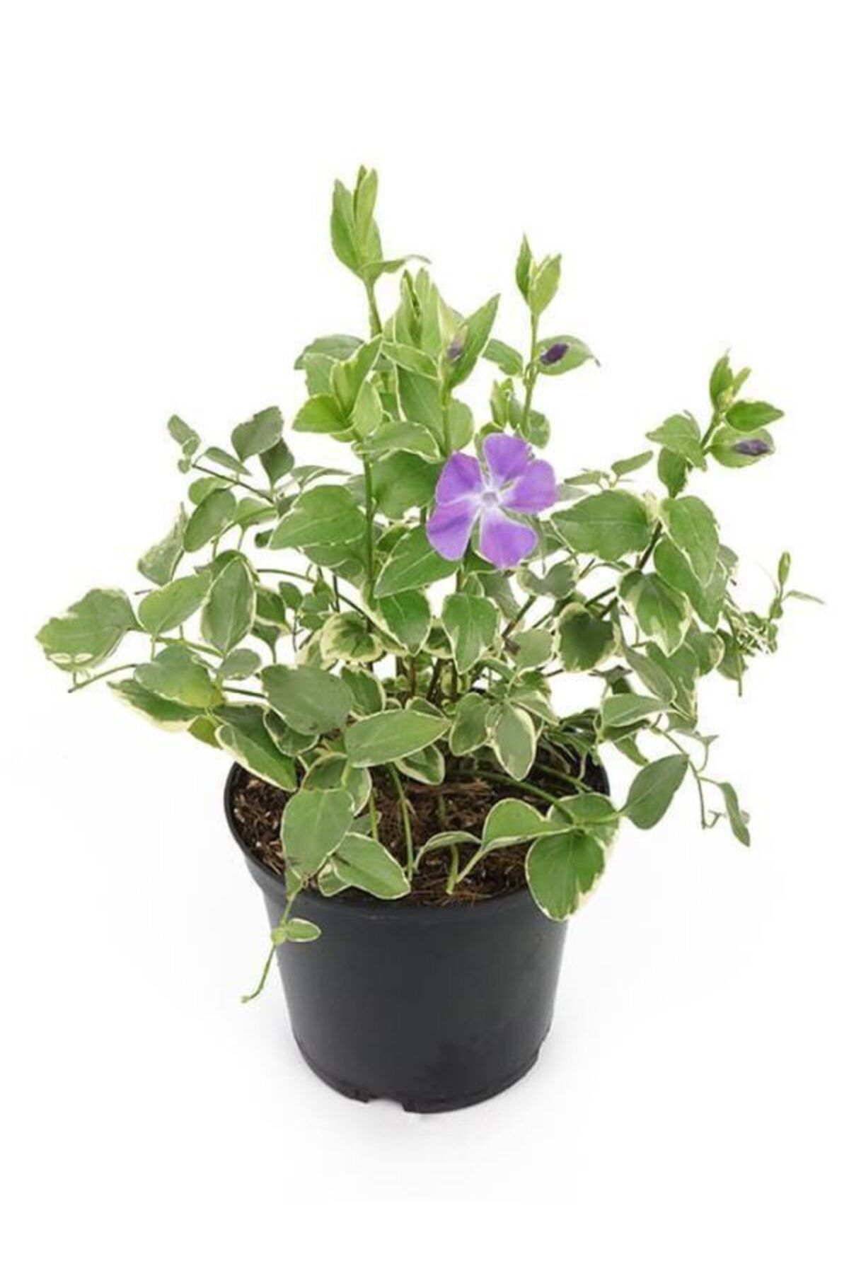 Bitkim Sende Cezayir Menekşesi 'Variegata' (20–40 cm) Saksıda Alacalı Yapraklı Yer Örtücü