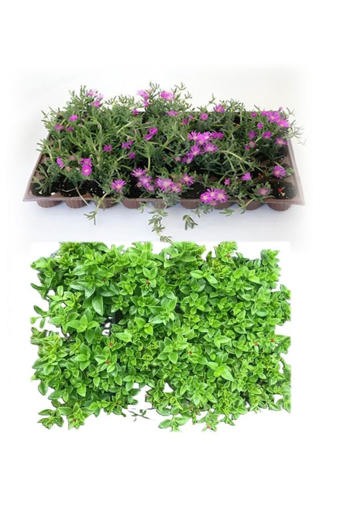 Gardenbox Bahçe Yer Örtücü Bitki Seti 45 Acem Halısı( Mezem)+45 Buz Çiçeği Viyolde