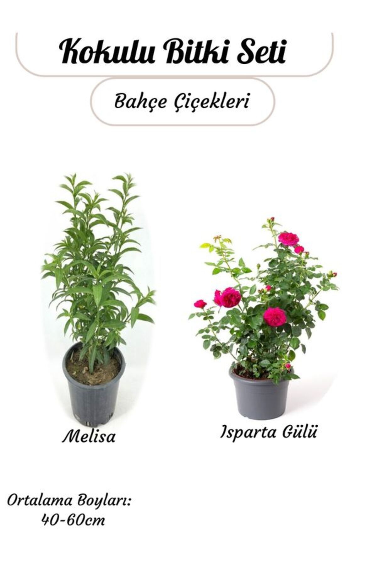 Bitkim Sende Yoğun Kokulu Gece Melisası (Akşam Sefası)+ Reçellik Pembe Isparta Gülü Saksılı