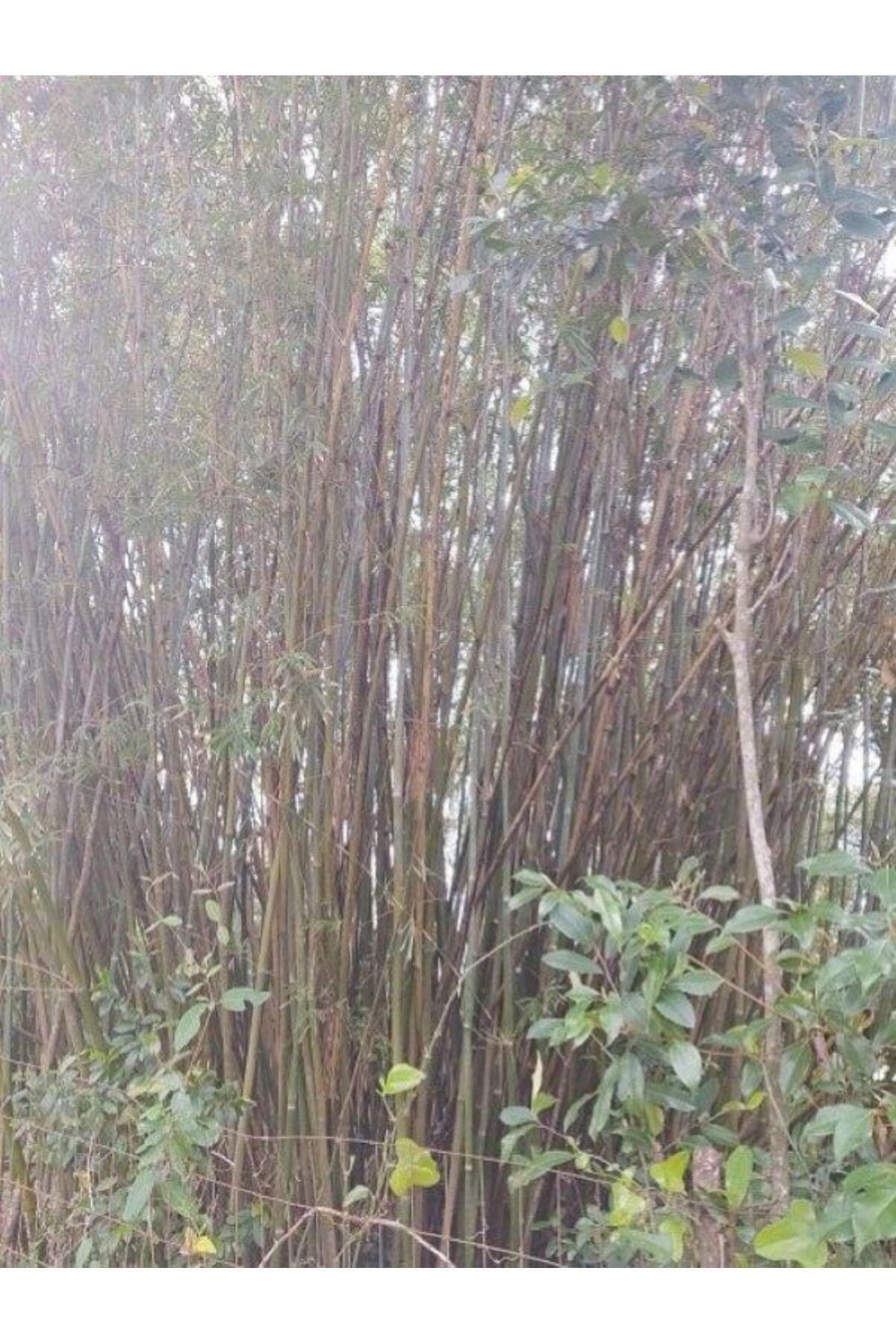 MANAVGOOD Fidan Destek Çubukları 200 Cm 20 Adet ( 1-2 Cm Çapında Kargı Bambu)