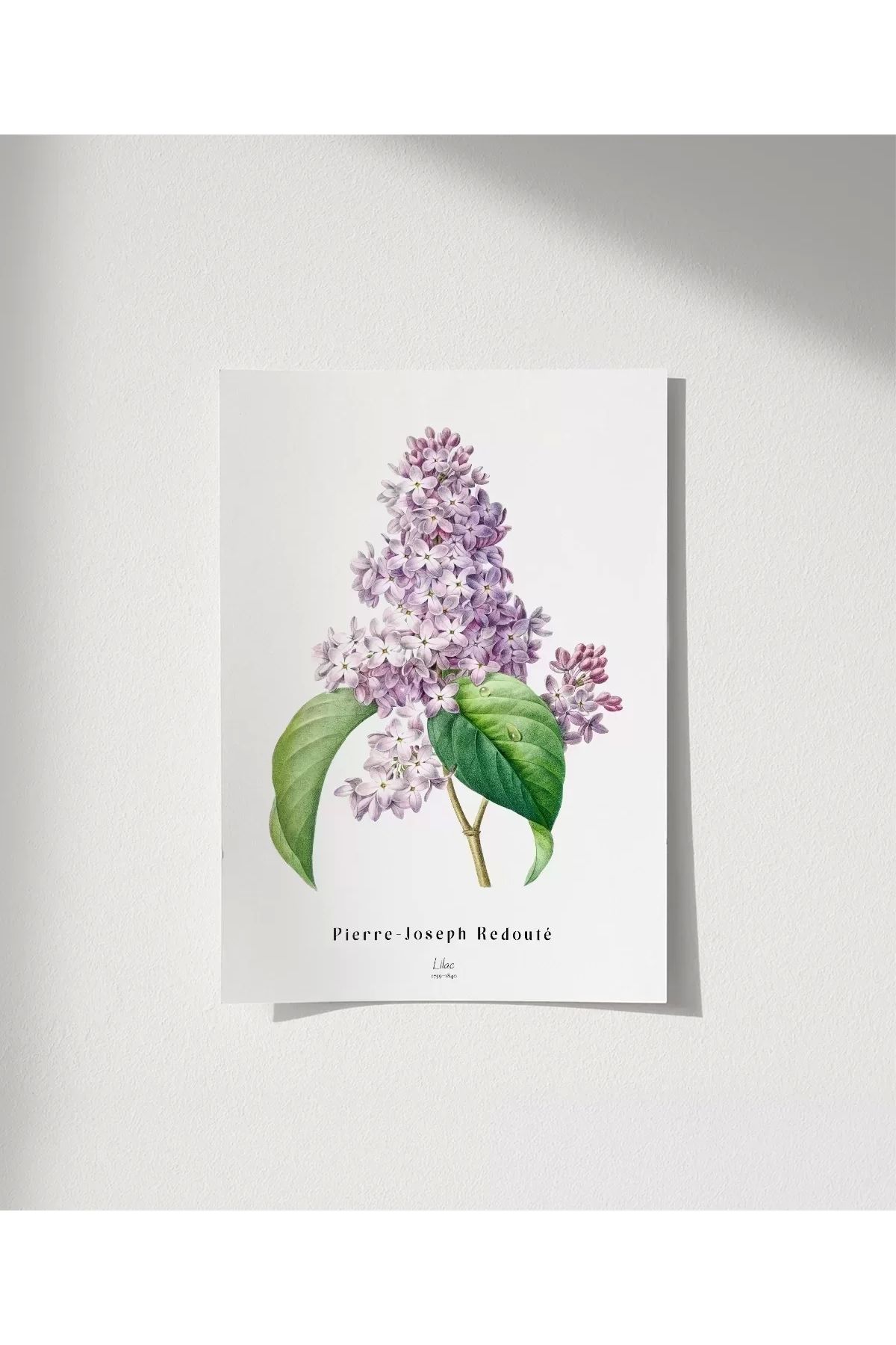 VOGLOO Çerçevesiz Poster Pierre Joseph Redoure Lilac
