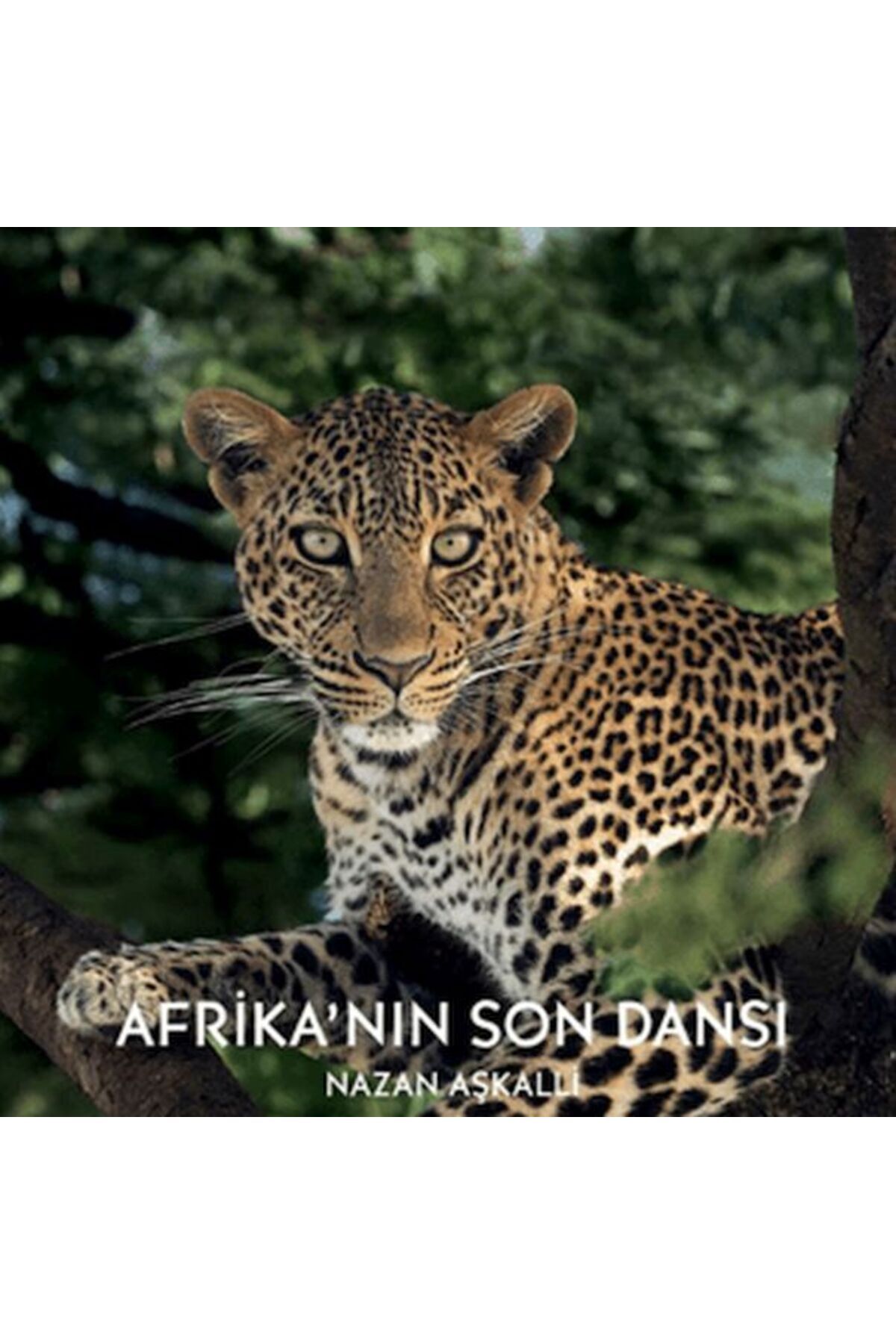 Destek Yayınları Afrika’nın Son Dansı