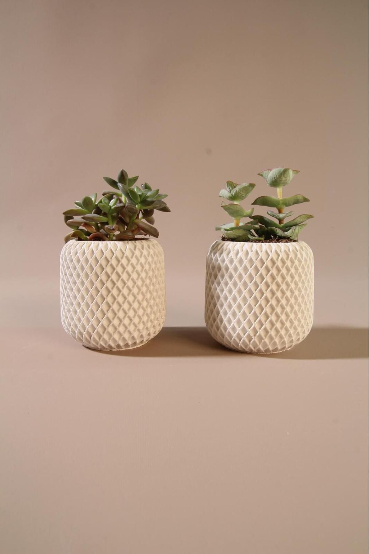 Lea Concept İkili Mini Beton Sukulent Saksı Beyaz