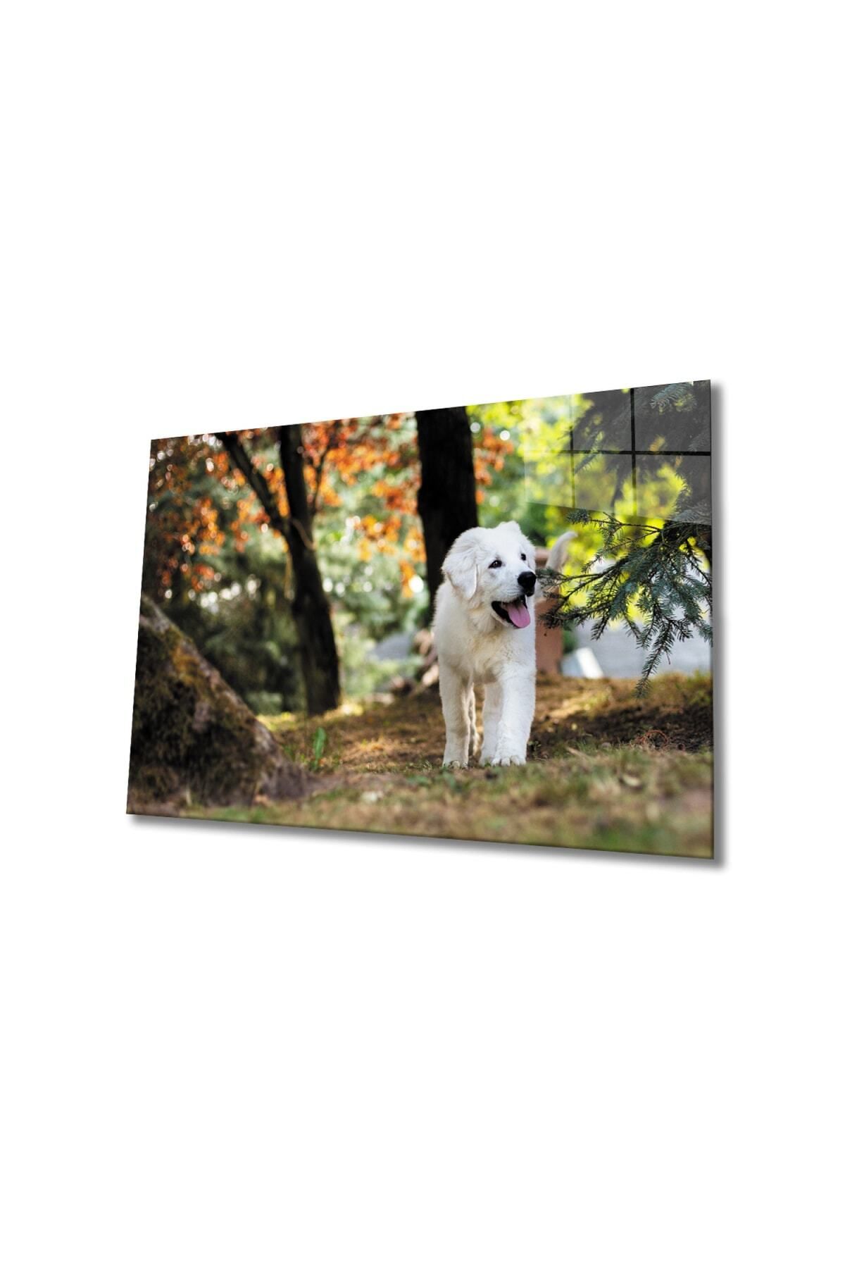 Evlika Köpek Cam Tablo