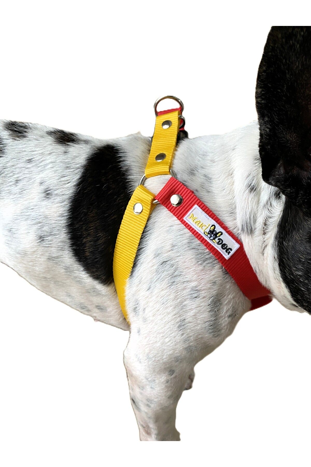 makidog gs sarı kırmızı taraftar dostumuz için beden ve gezdirme tasması
