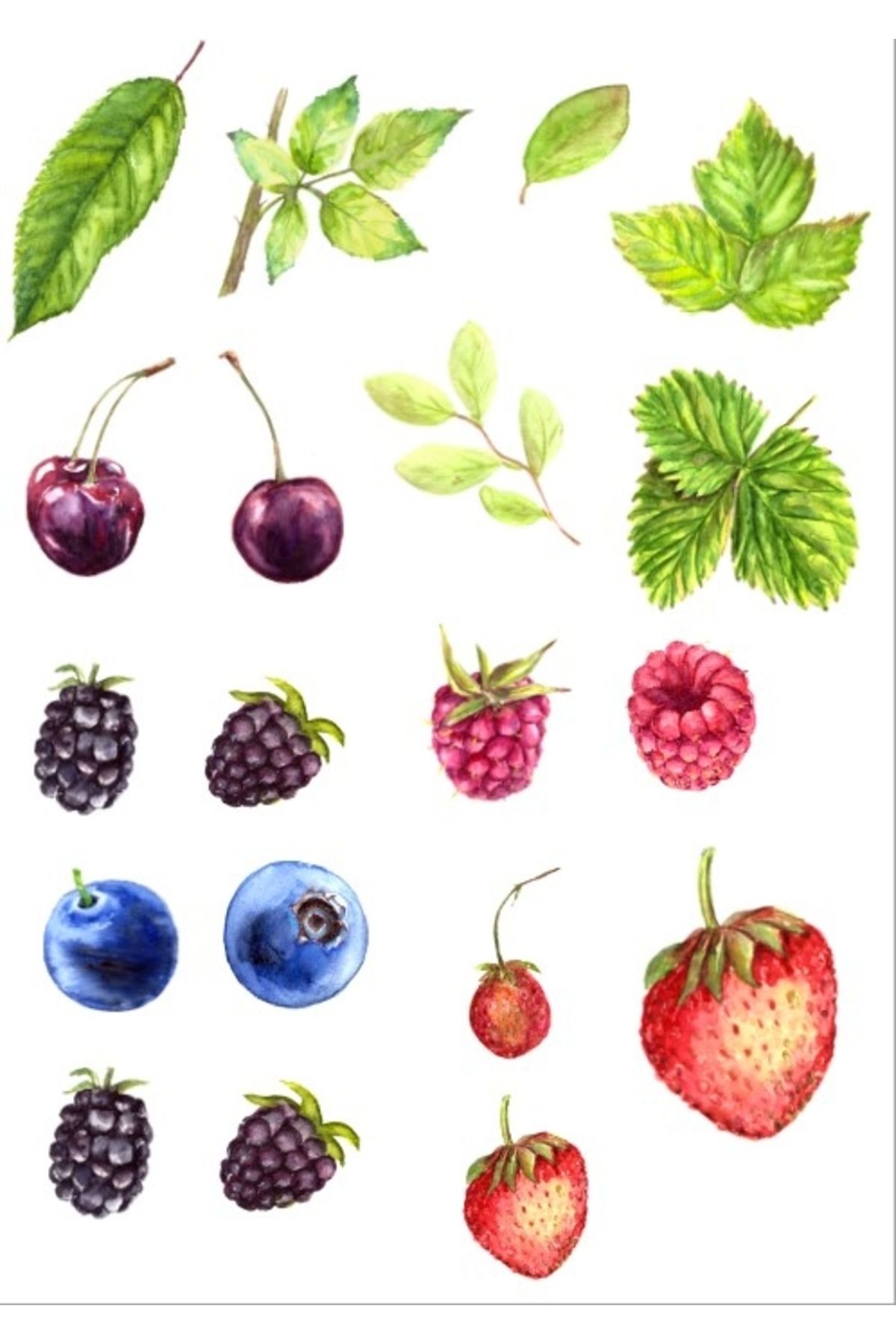 Reysa Tasarım Meyveler Sticker SEt