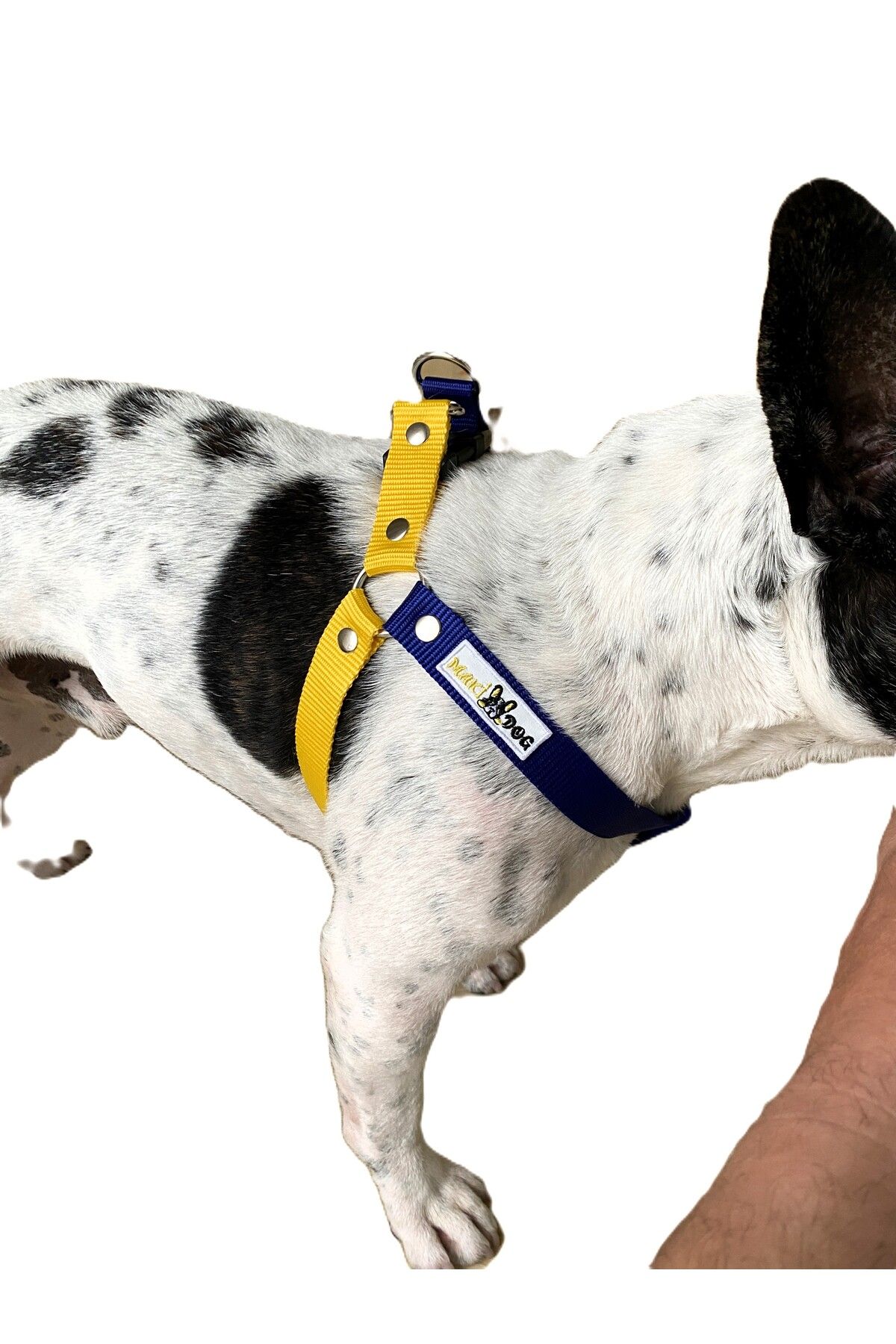 makidog sarı lacivert beden ve gezdirme tasması