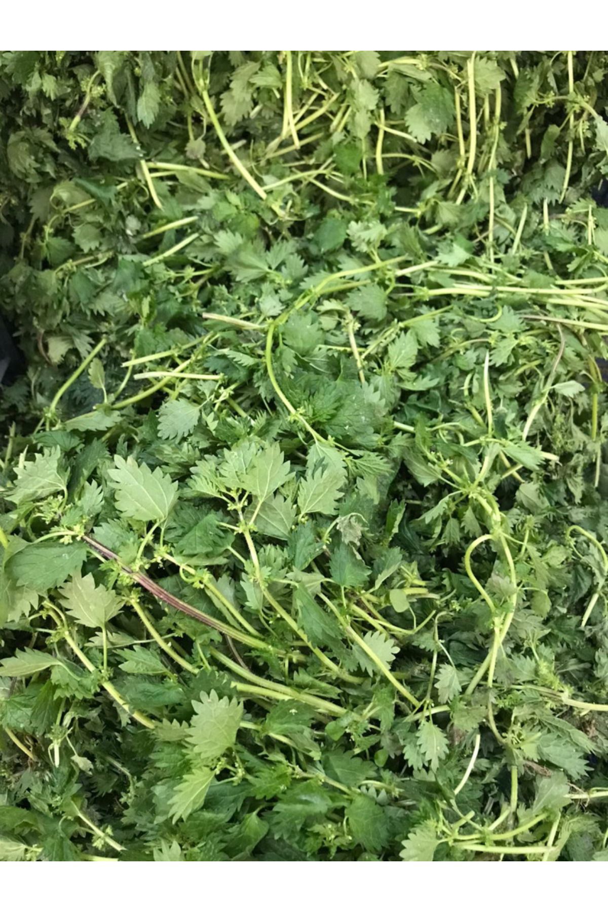 togarma Erzurum Yaylası Isırgan Otu 110gr